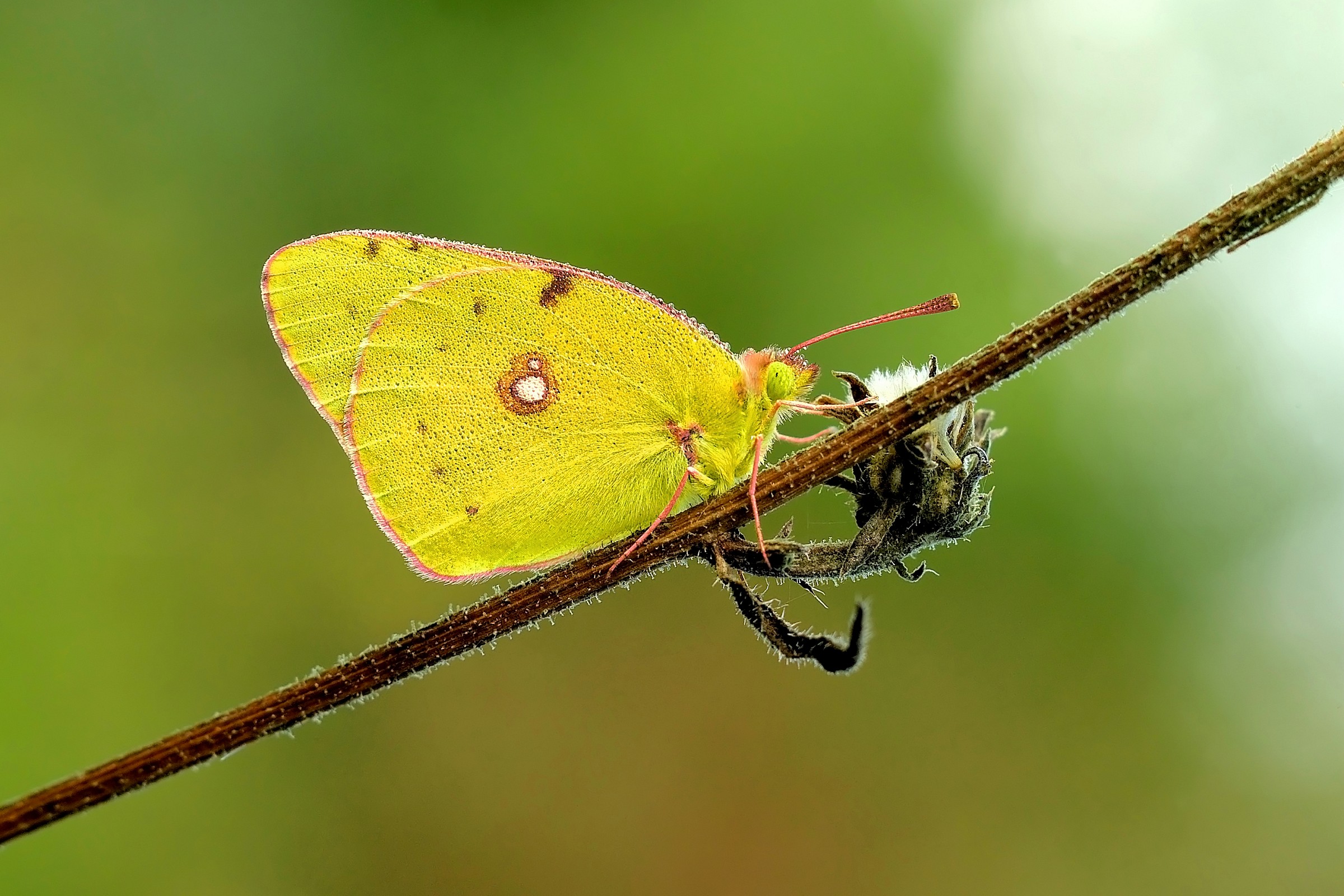 Yellow butterfly