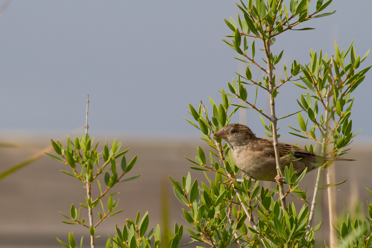 Help for identification