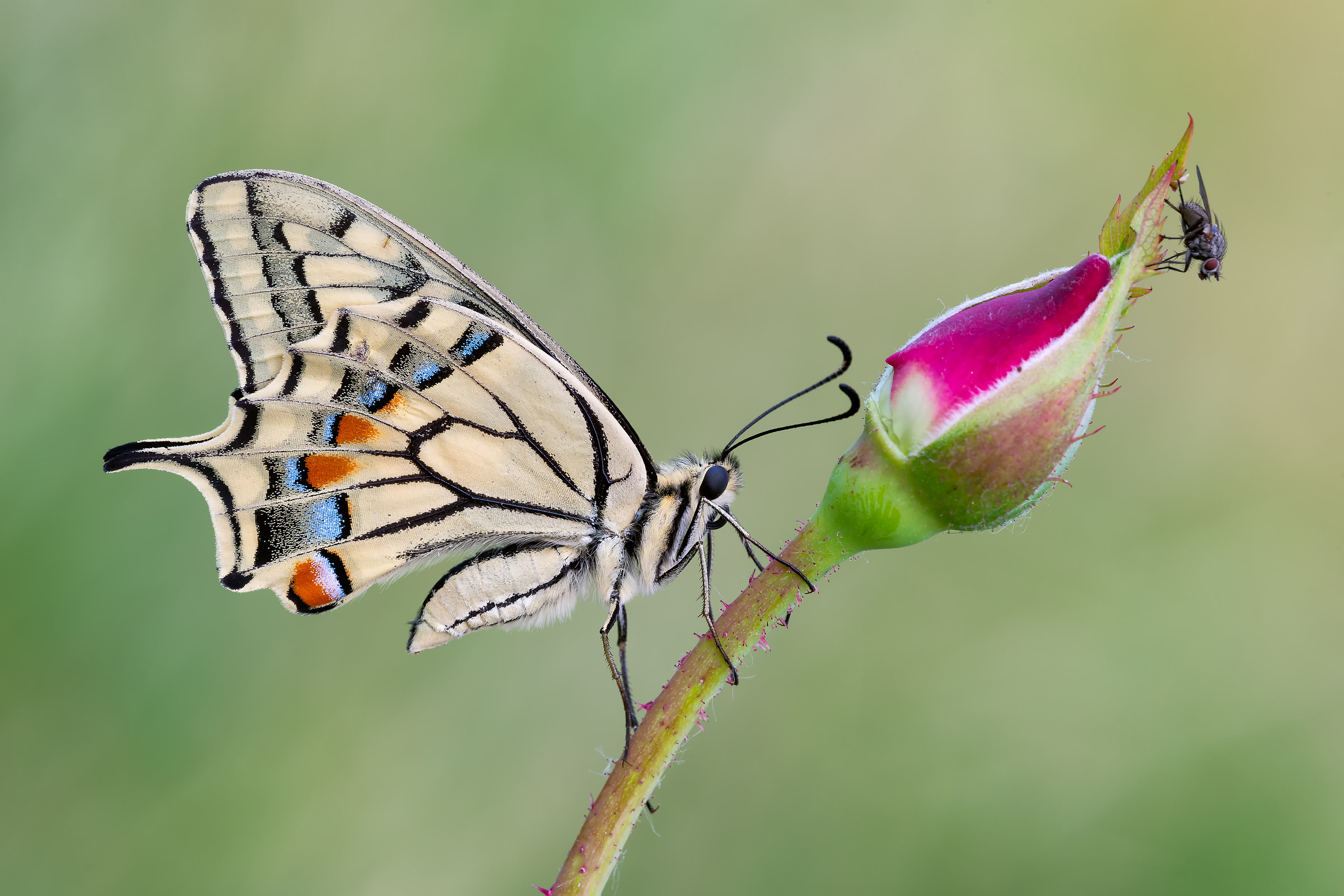 "The King, the Scepter... and the Intruder"