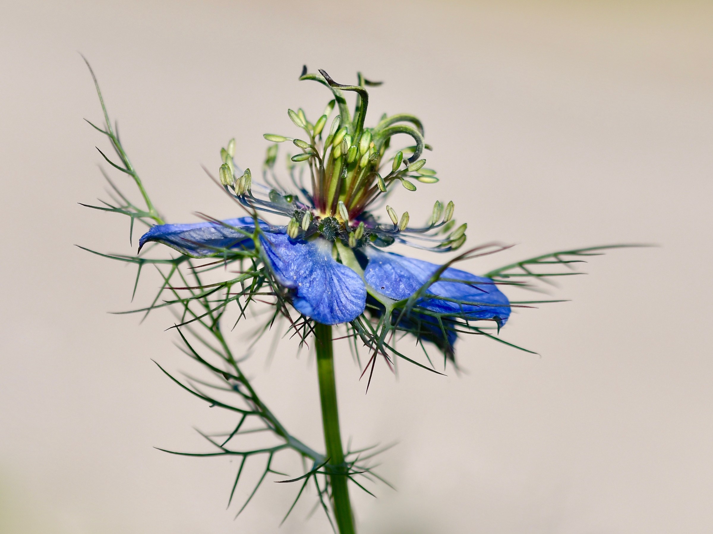 Love-In-A-Mist