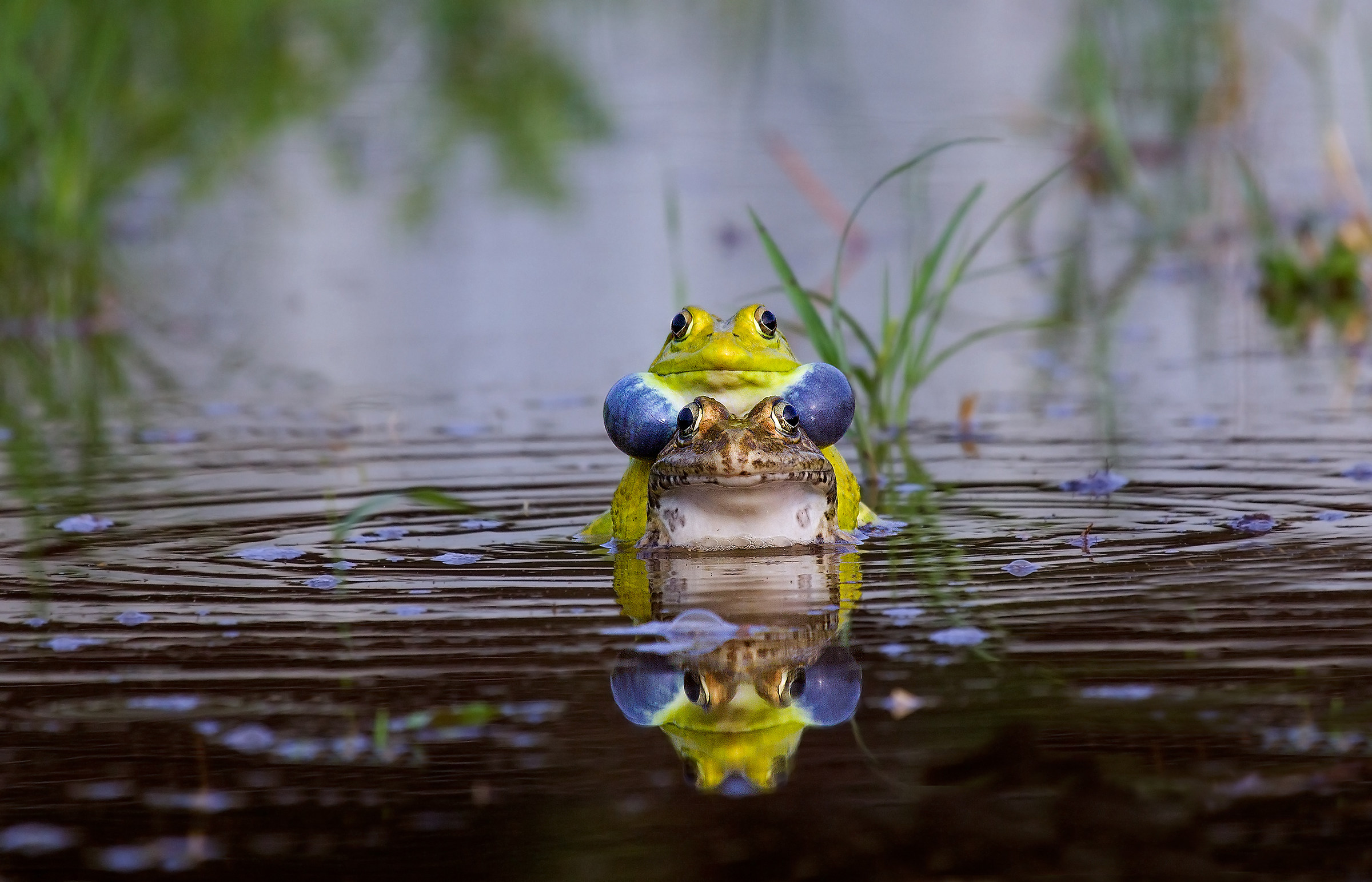 Bull Frog mating .