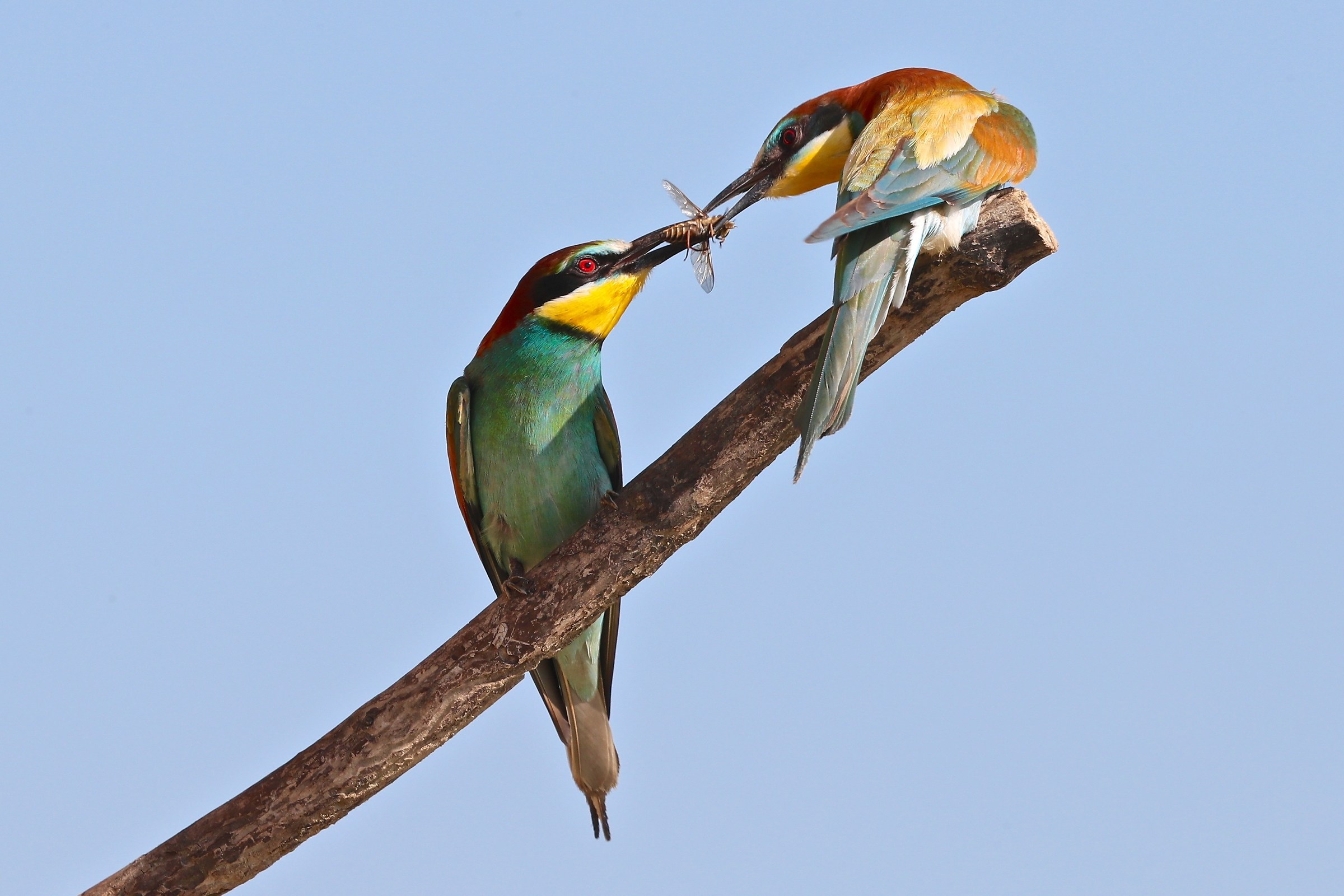 Bee-eater