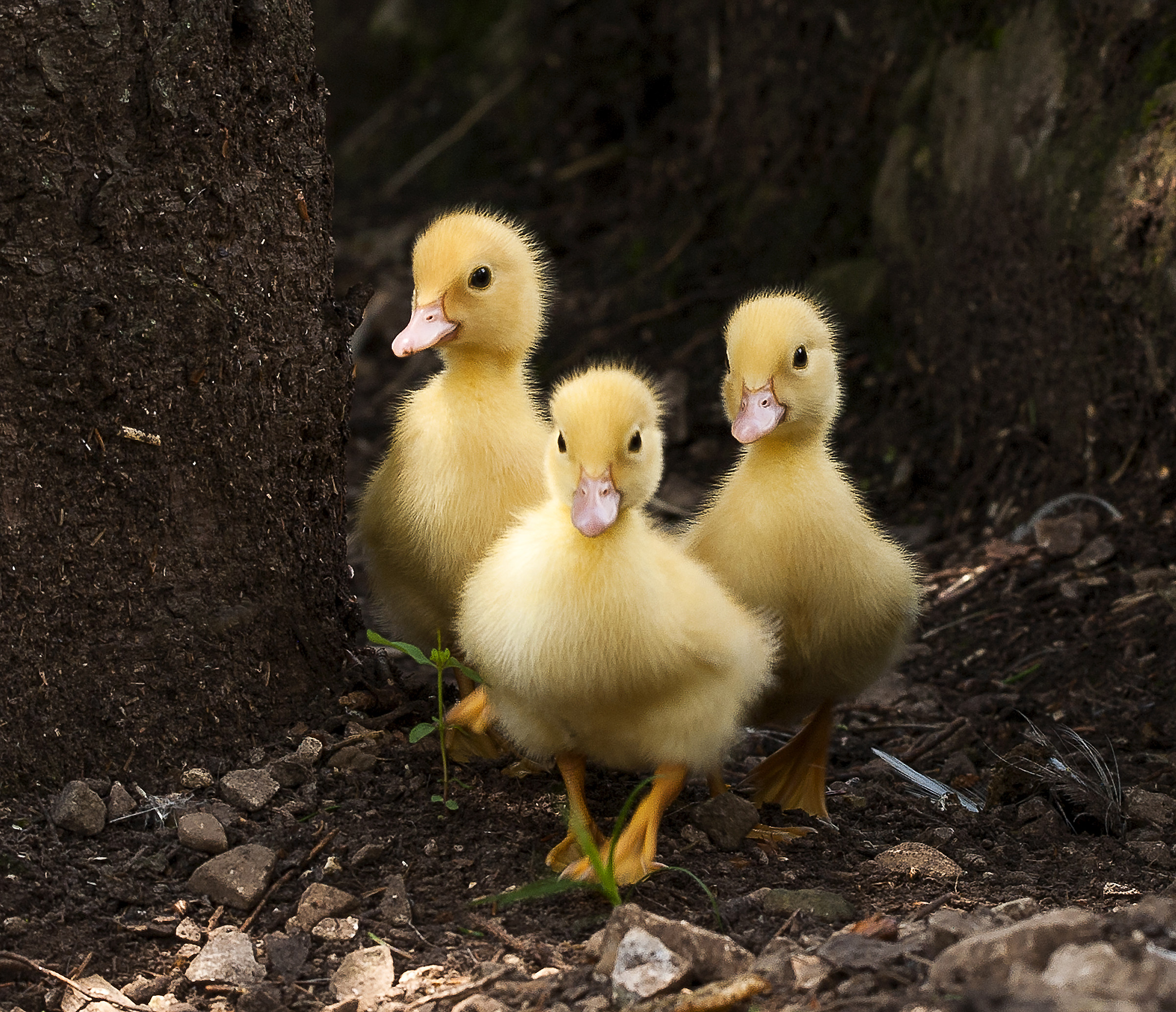 Duck Chicks
