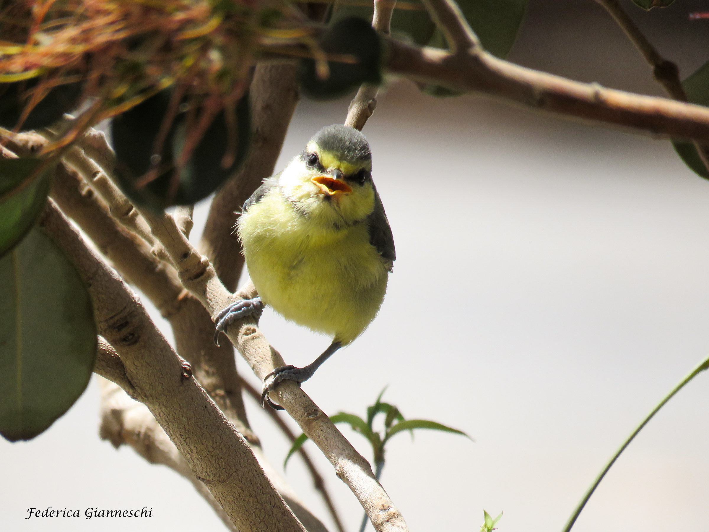 Algerian Cinciarella
