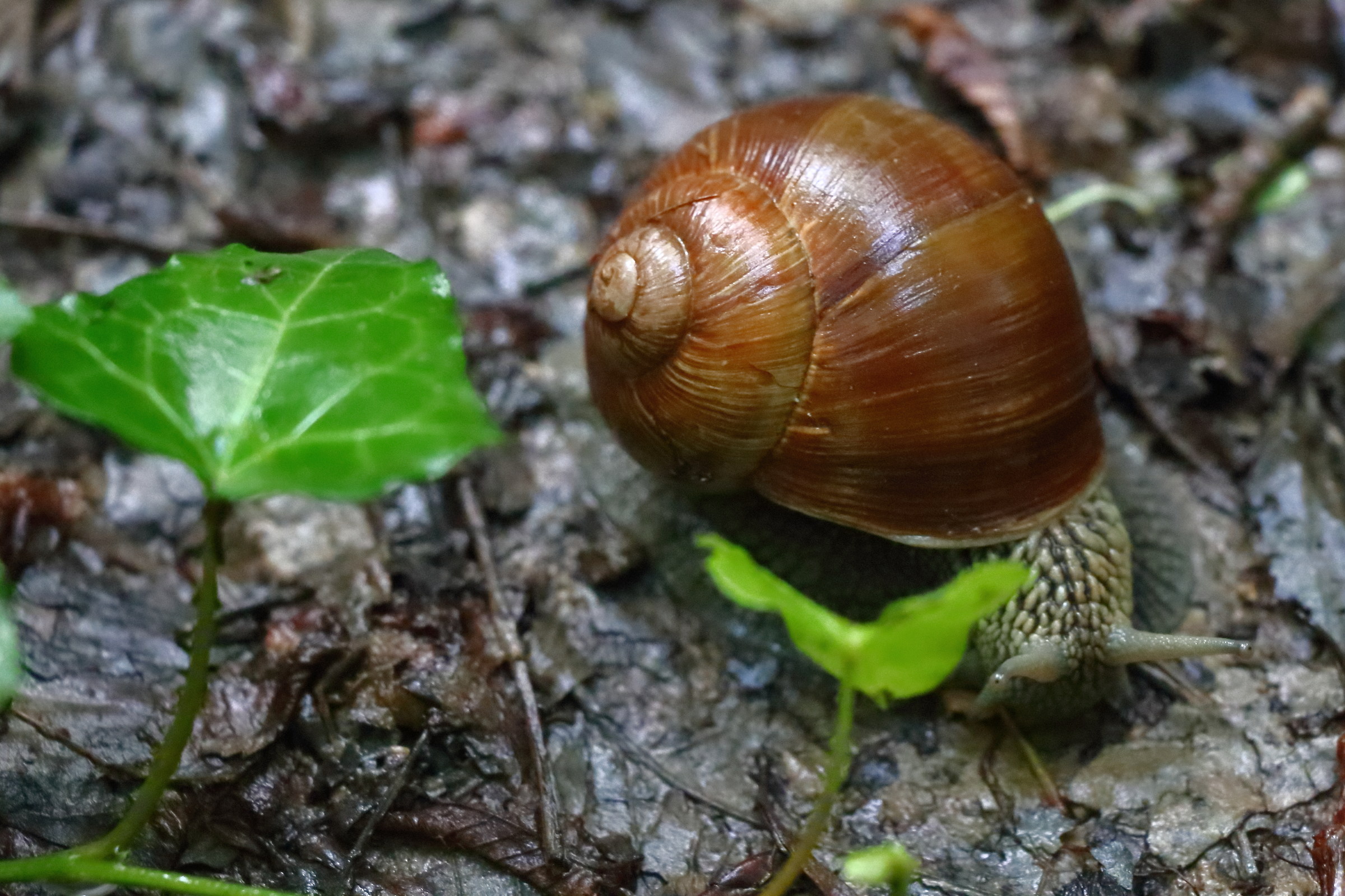 Snail