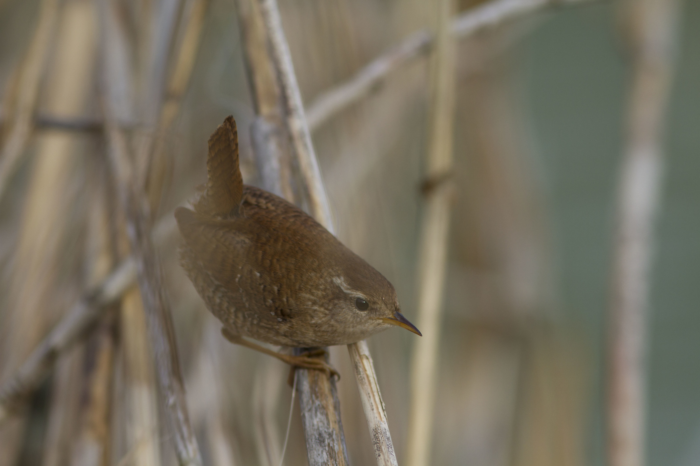 Wren