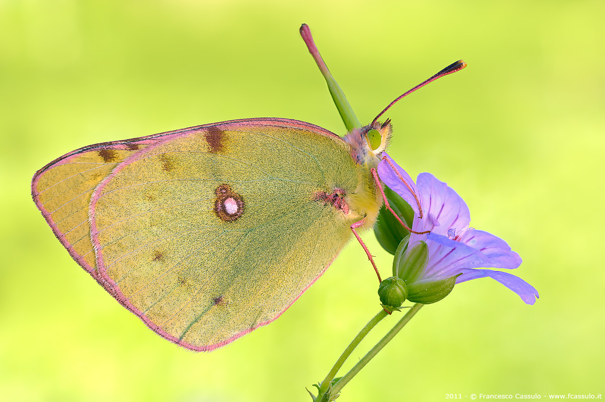 Colias alfacariensis (Ribbe, 1905)