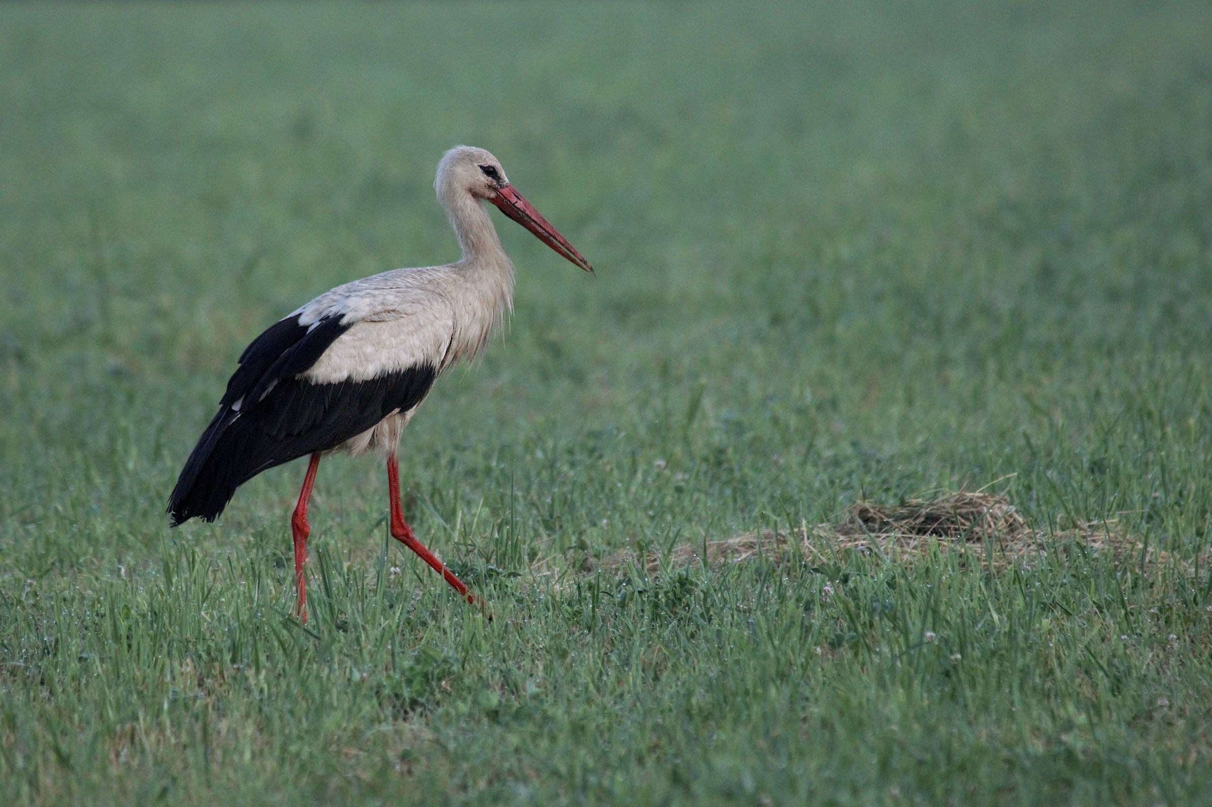 White stork (Ciconia ciconia)