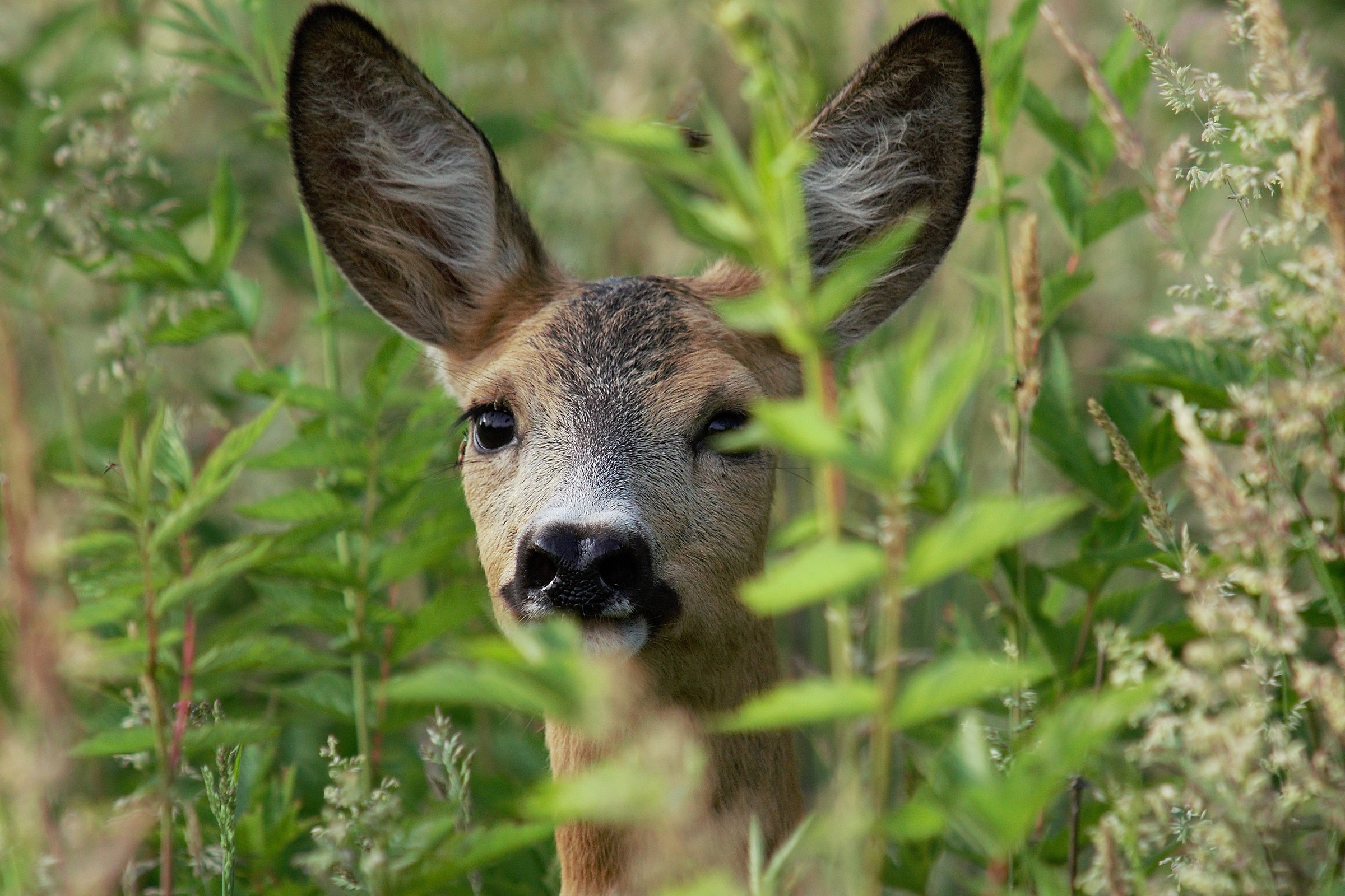 Roe deer (Capreolus capreolus)