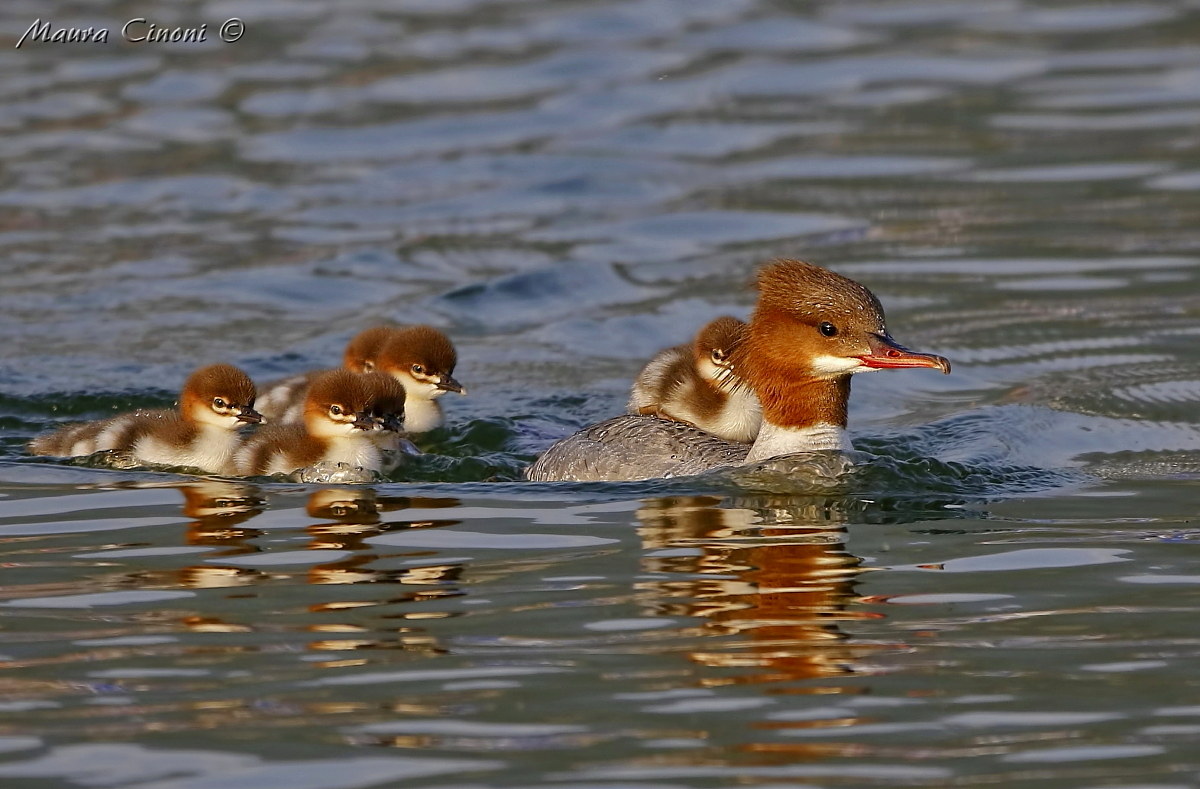 Merganser Female with Pulli