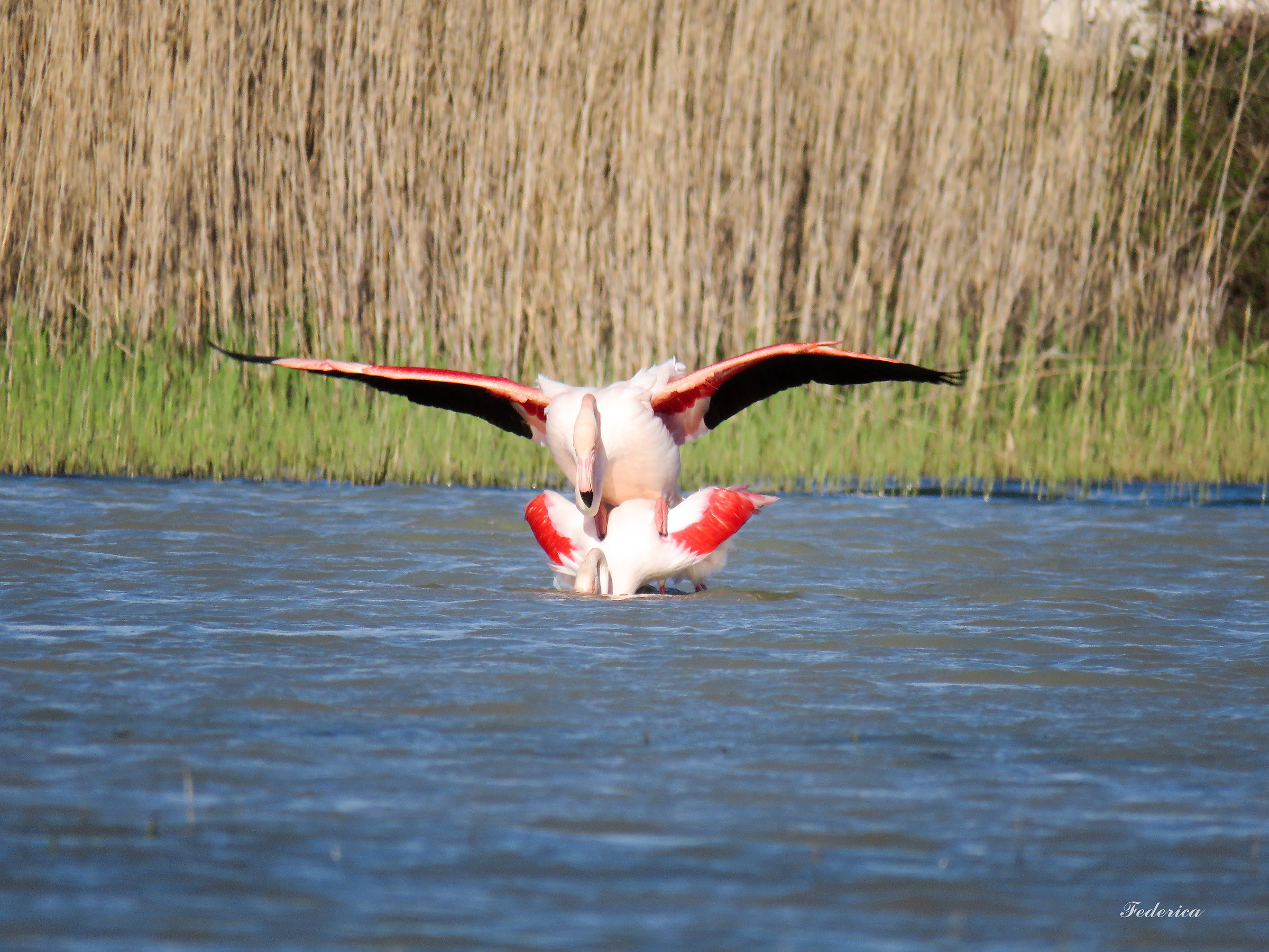 Flamingos in Love