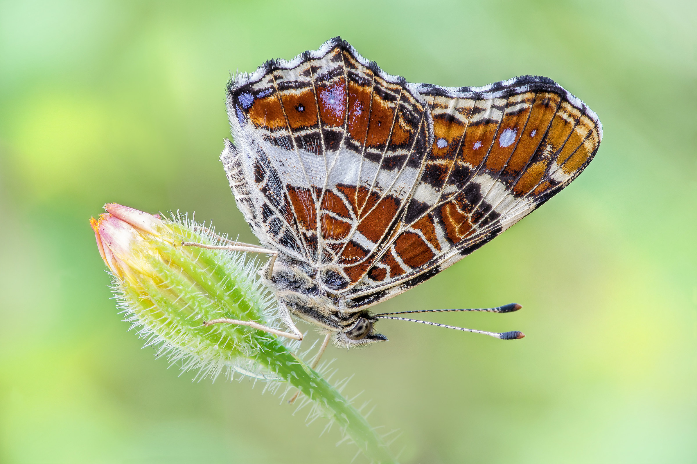 Araschnia levana (Linnaeus, 1758)