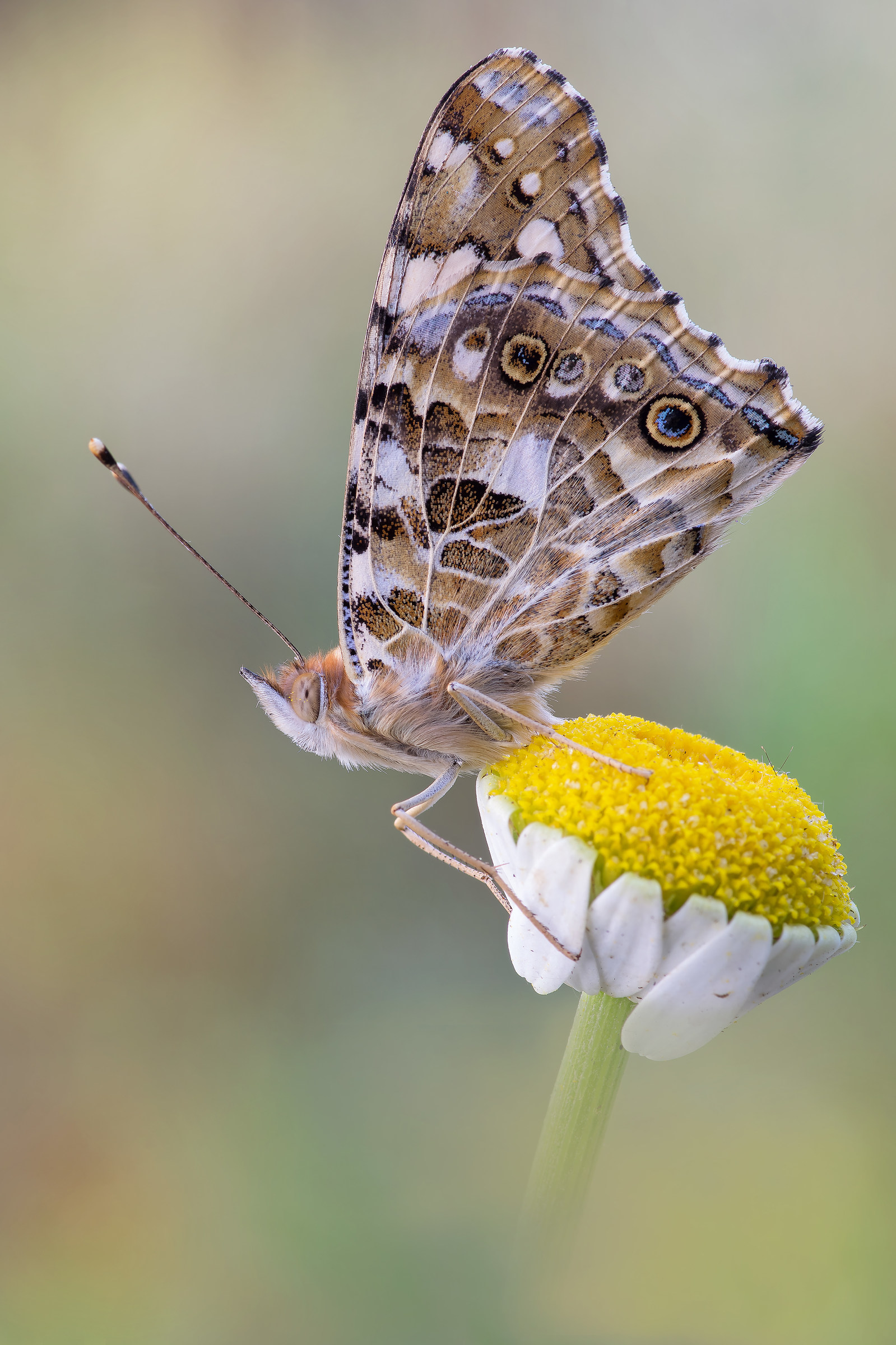 Vanessa cardui (Linnaeus, 1758)