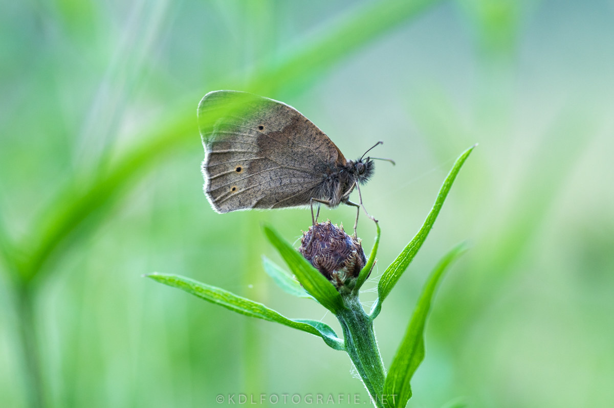 Prime ore del mattino