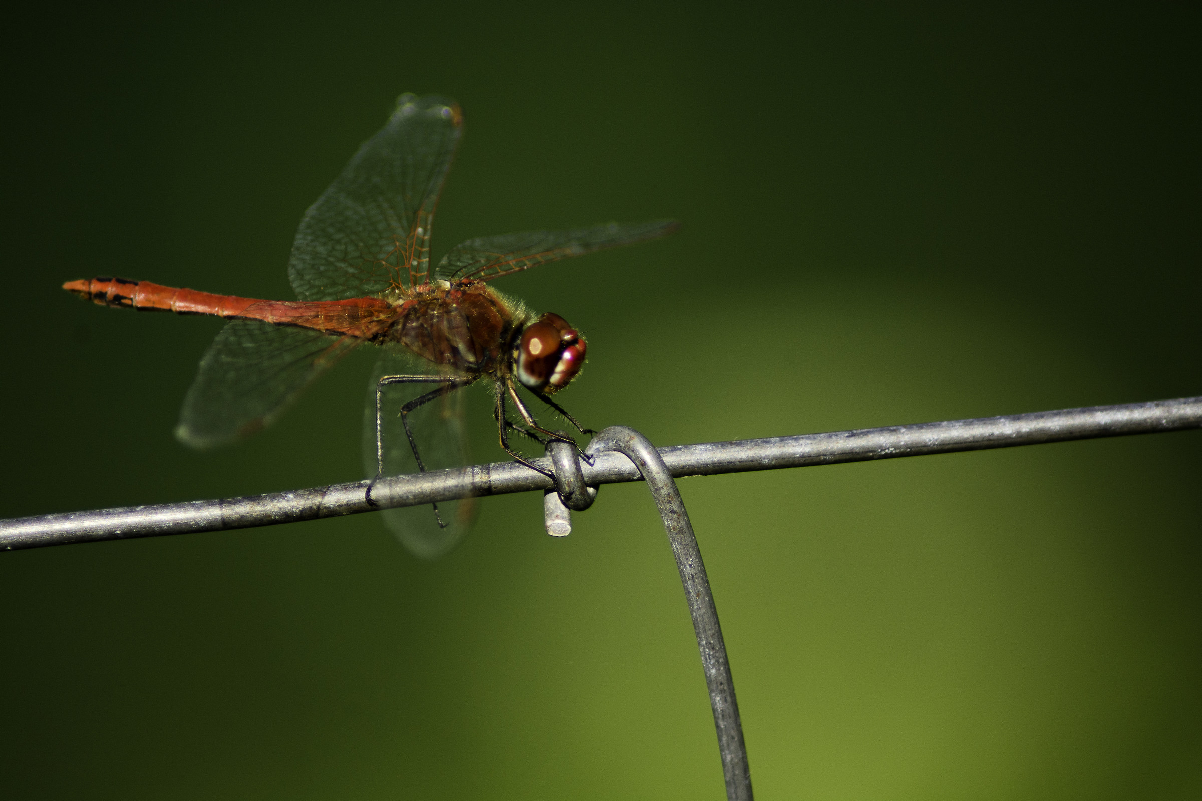 dragonfly