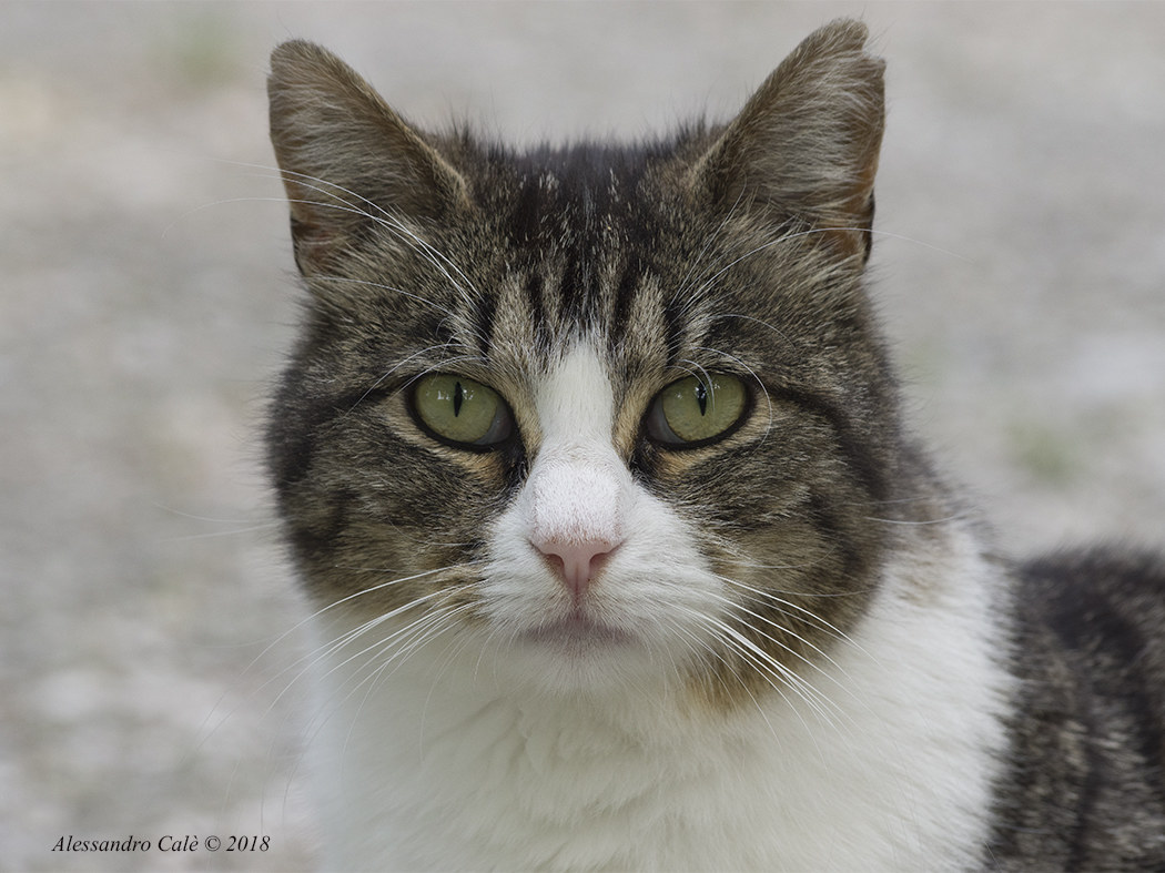 Il bel randagio 8420