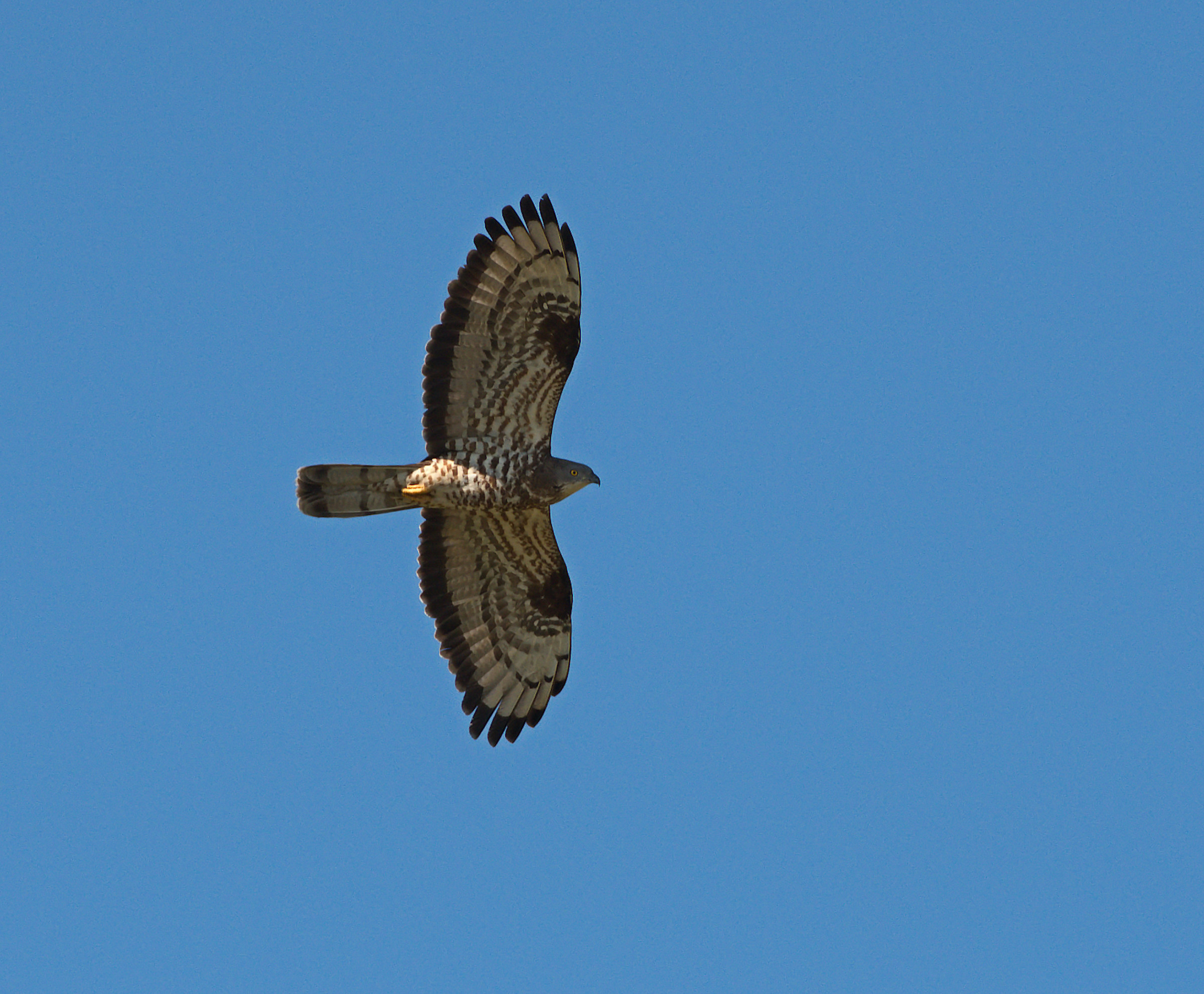 Falco Buzzard