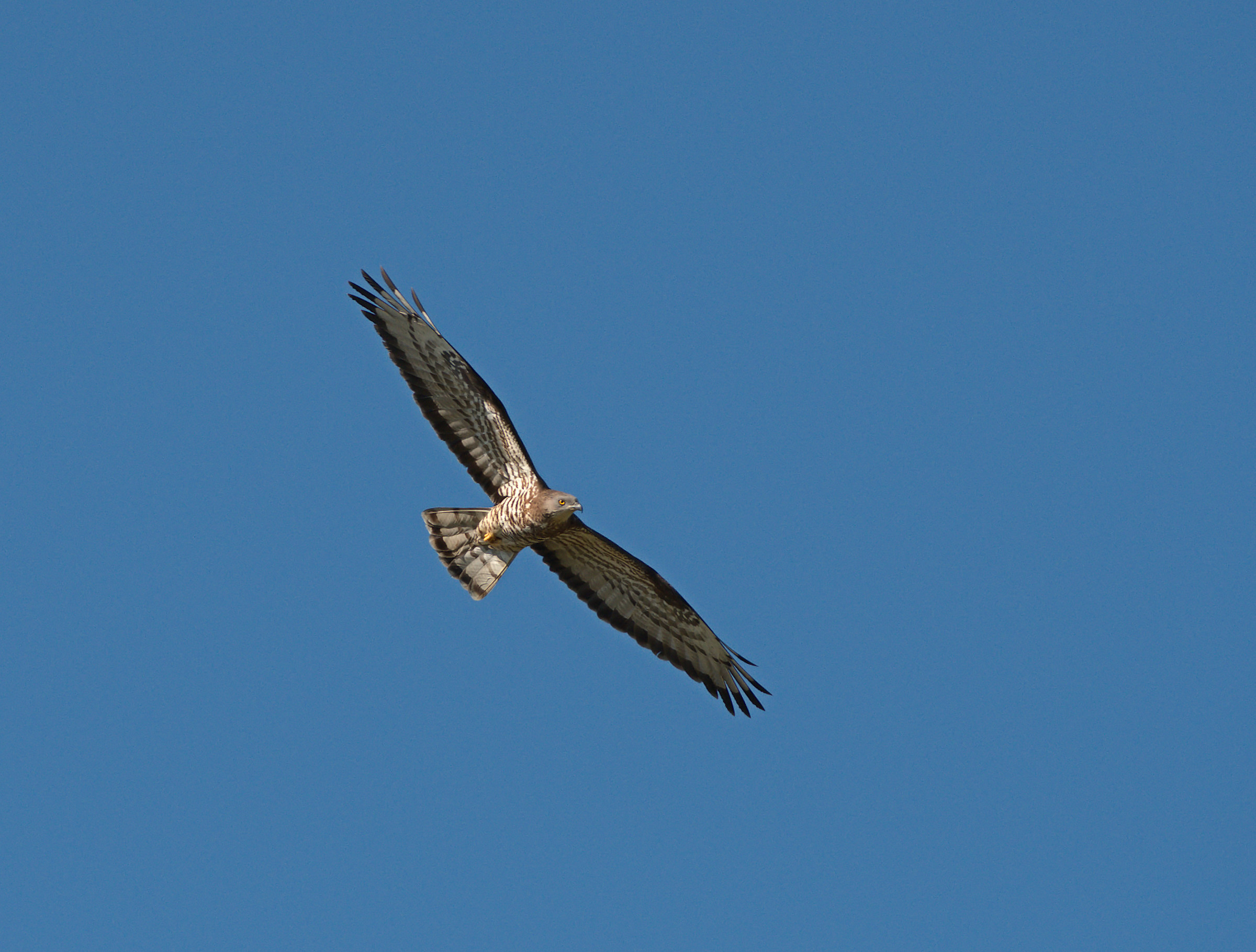 Falco Buzzard