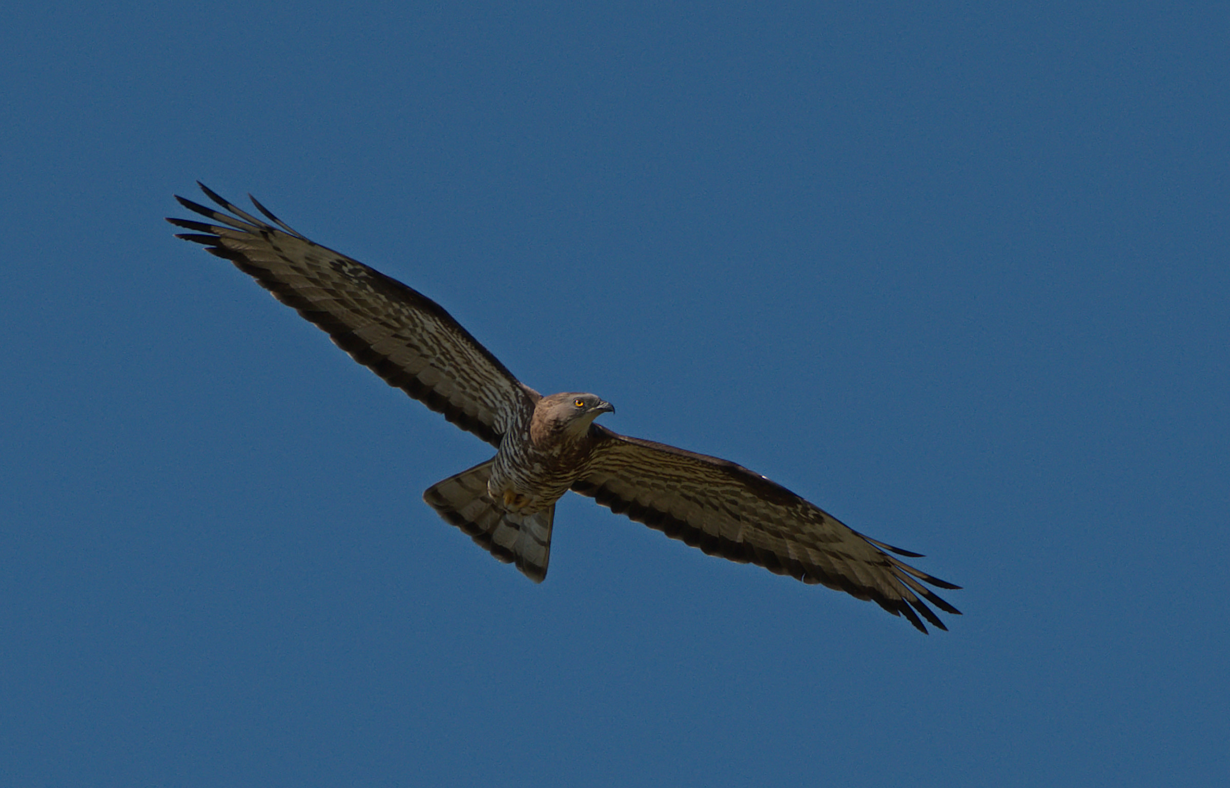 Falco Buzzard