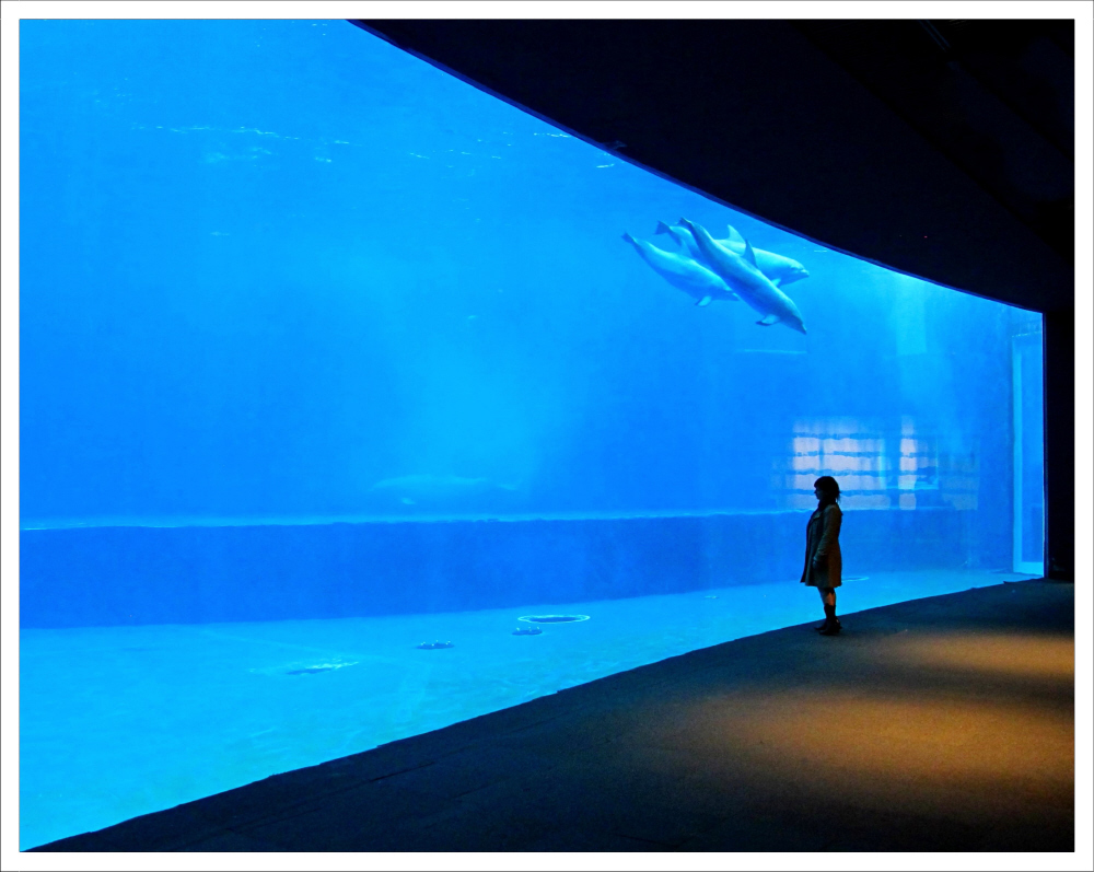 Dialogo muto - Acquario di Genova