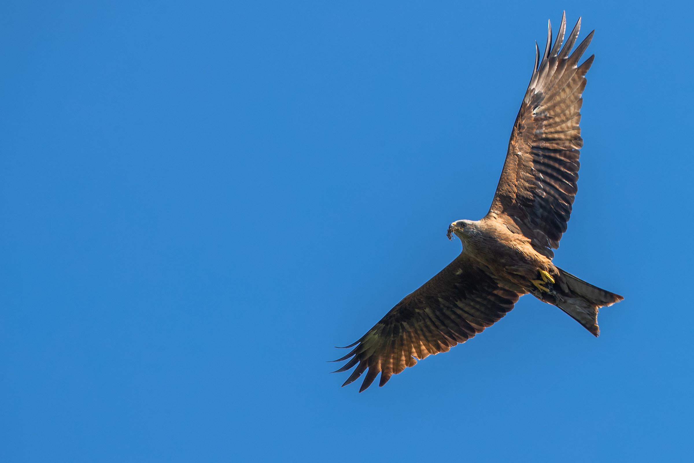 Brown Kite with Prey