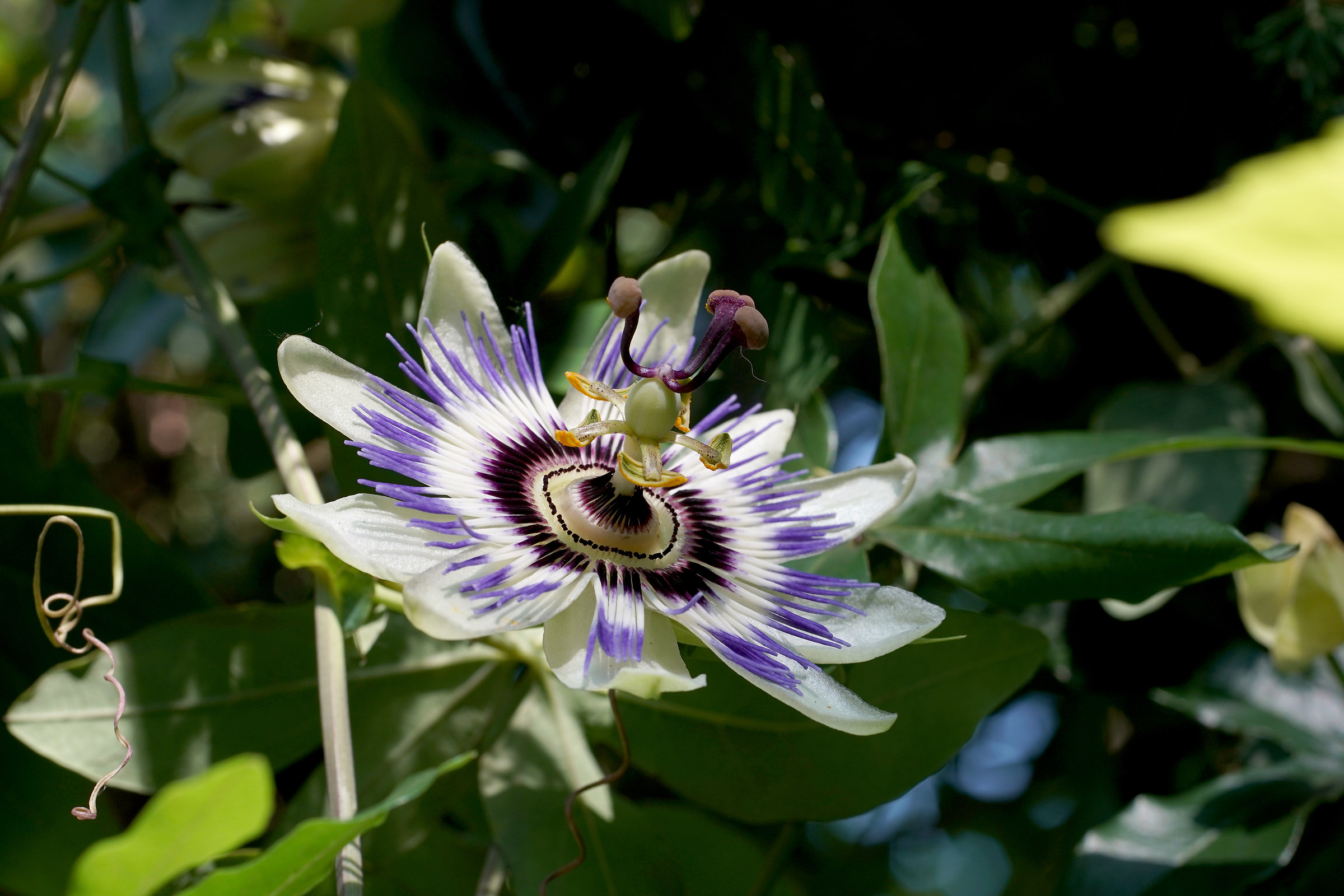Passion Flower