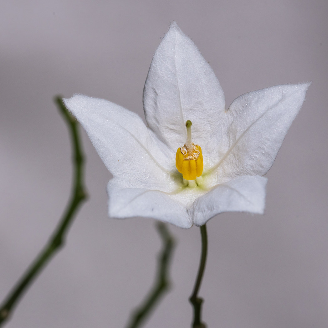 Details and Nuances 2