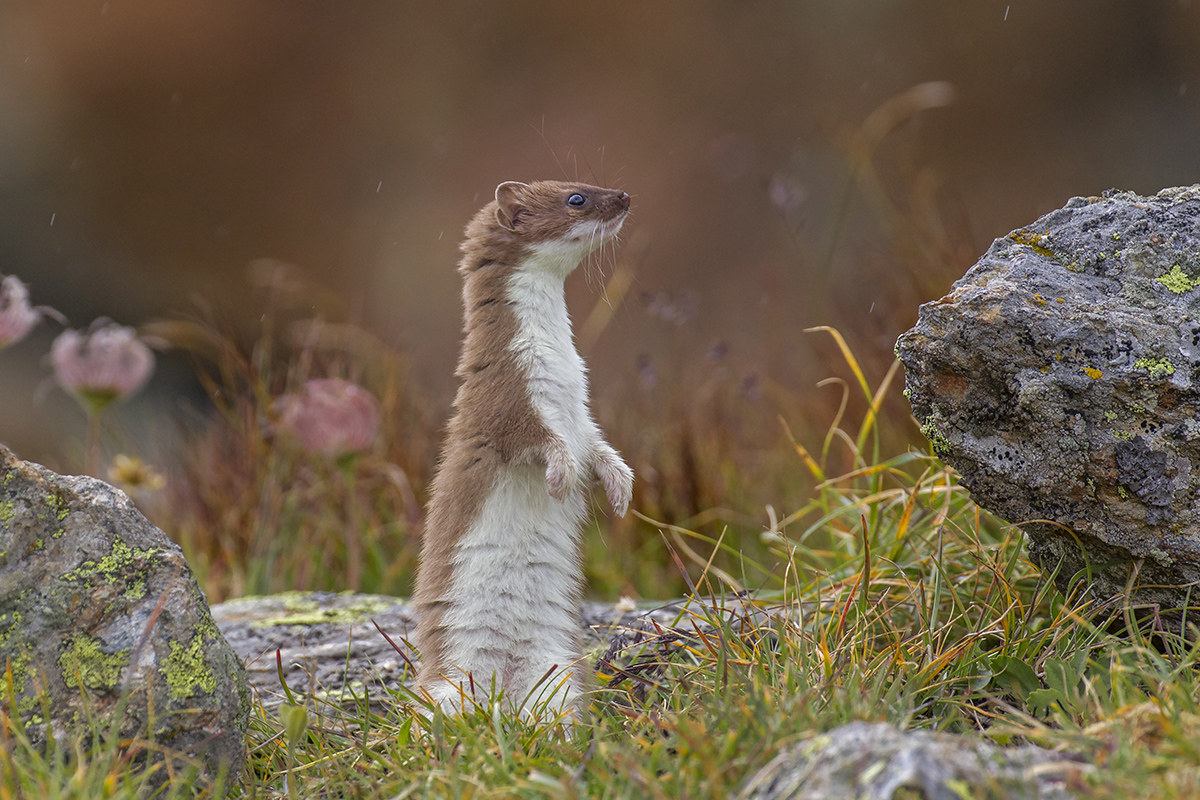 Ermine in the Rain