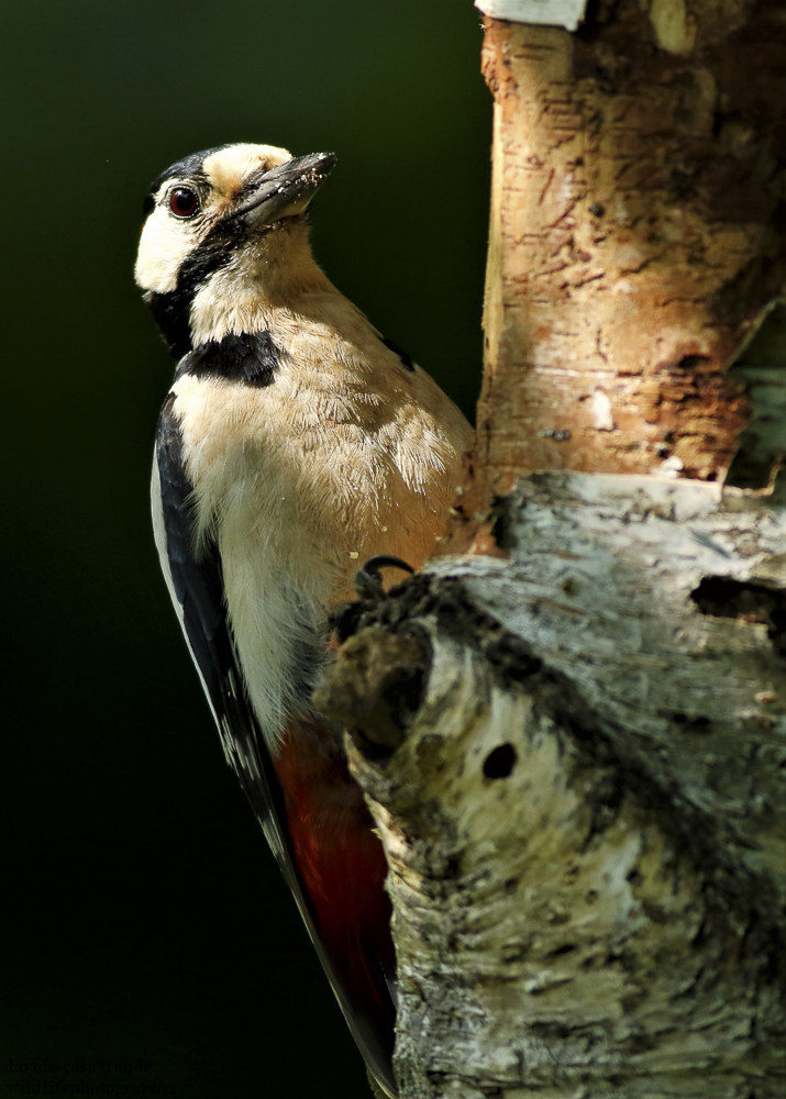 Senior Red Woodpecker