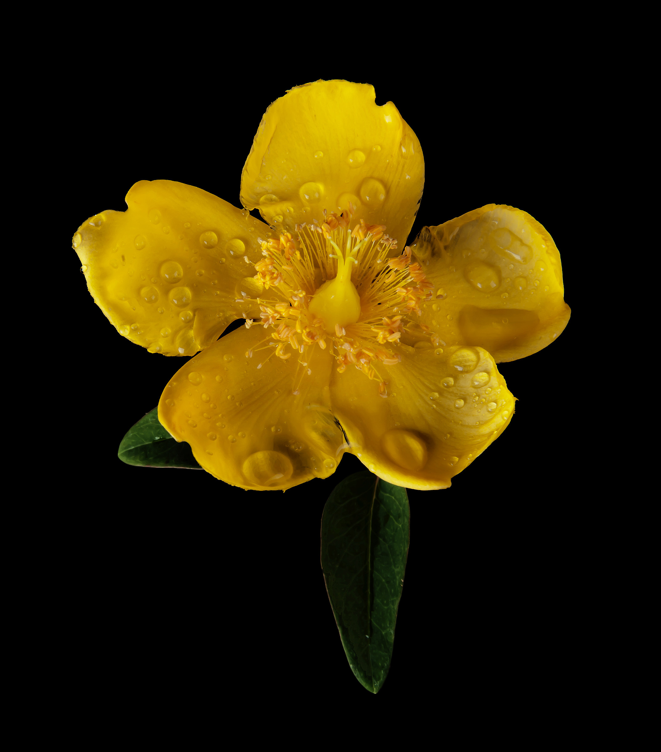 yellow flower