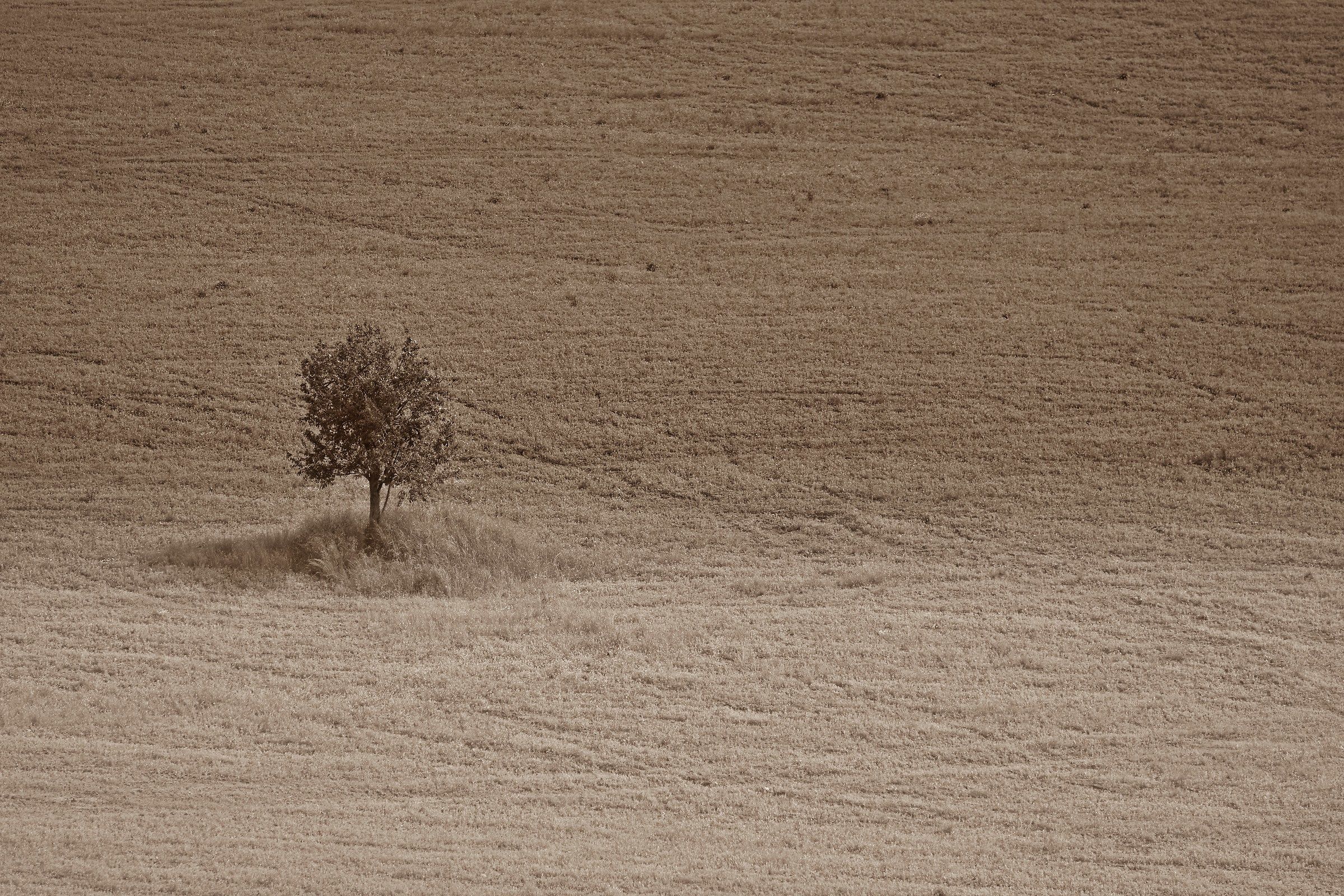 La solitudine degli alberi primi...