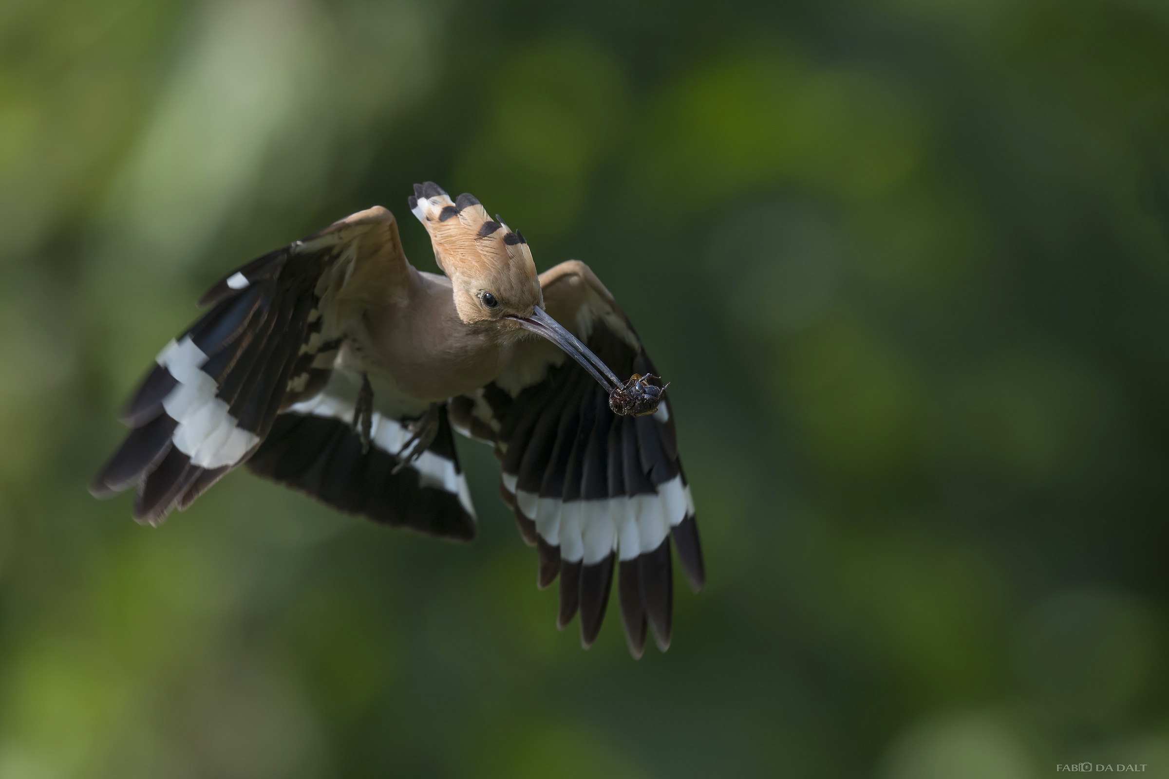 Hoopoe