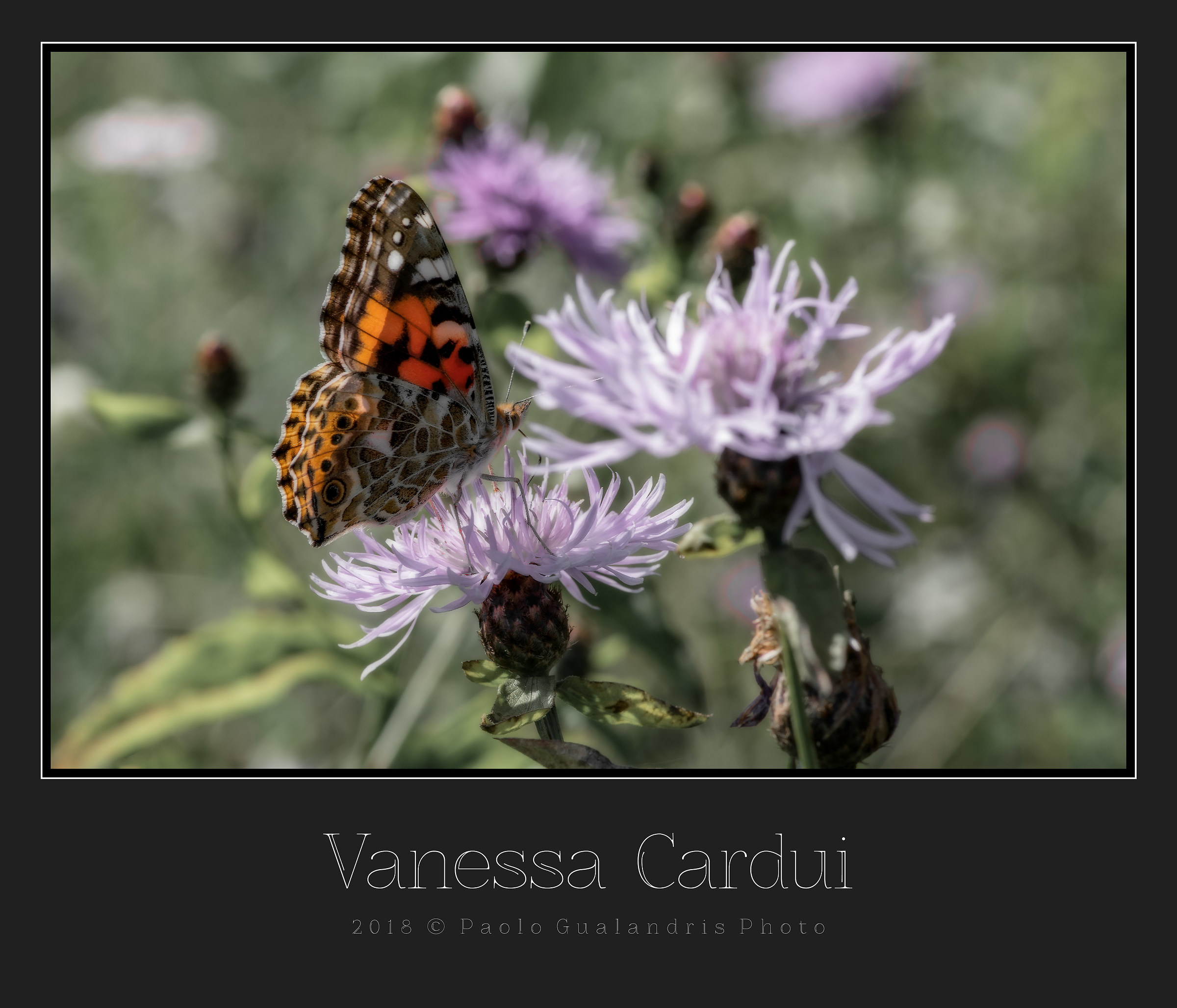 Vanessa Cardui