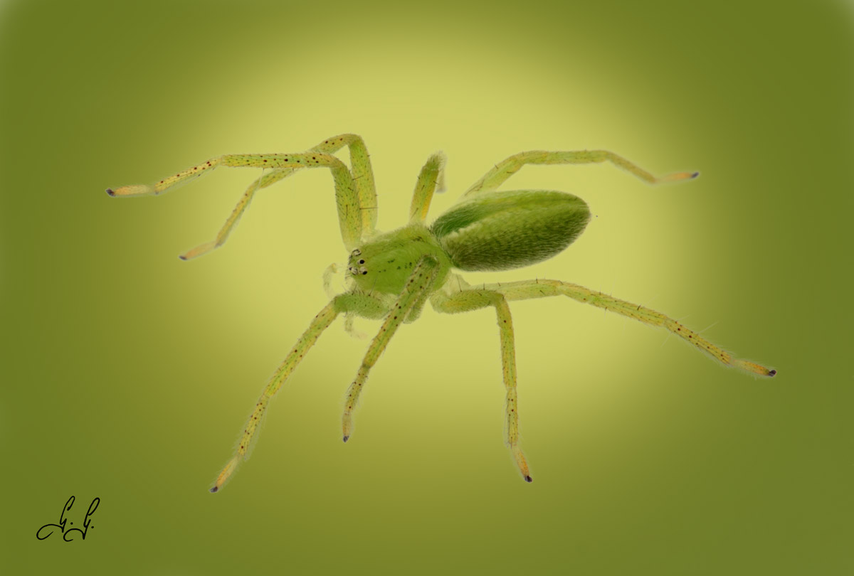Spider green