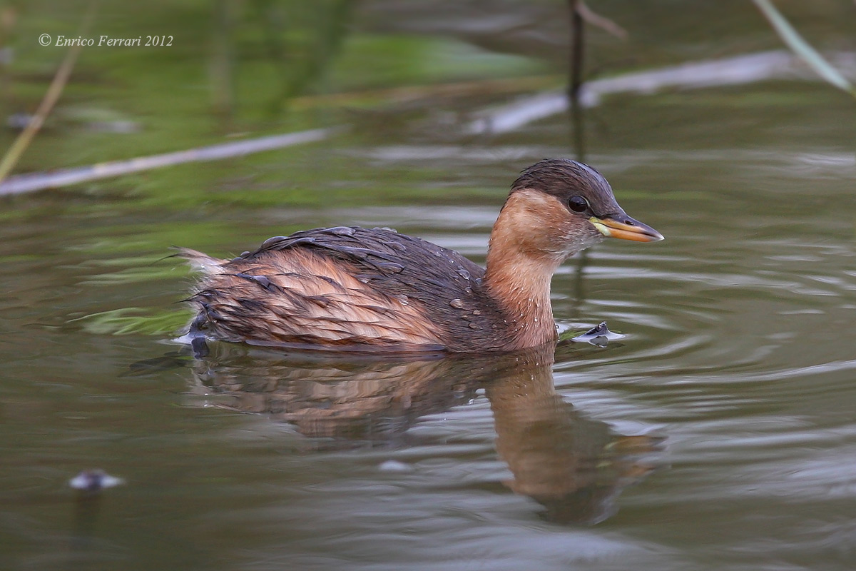 Little Grebe