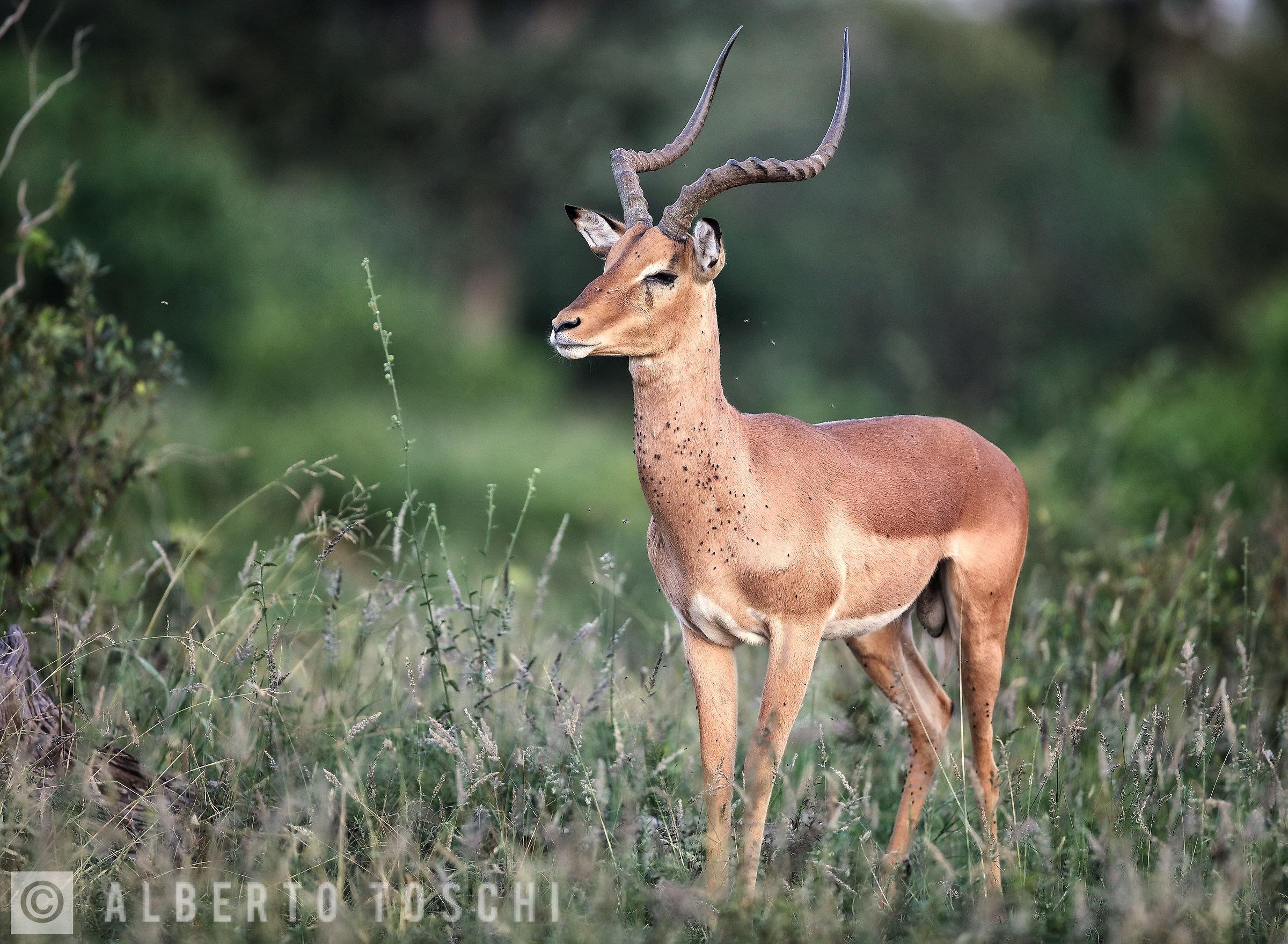 Impala