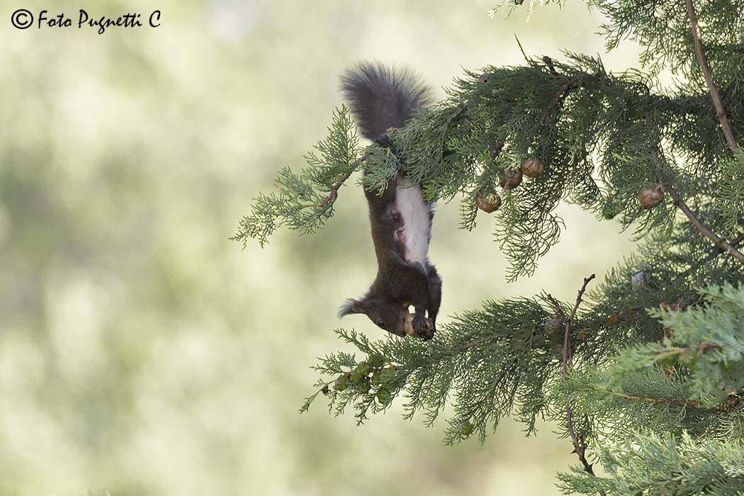 Squirrel on the fly...