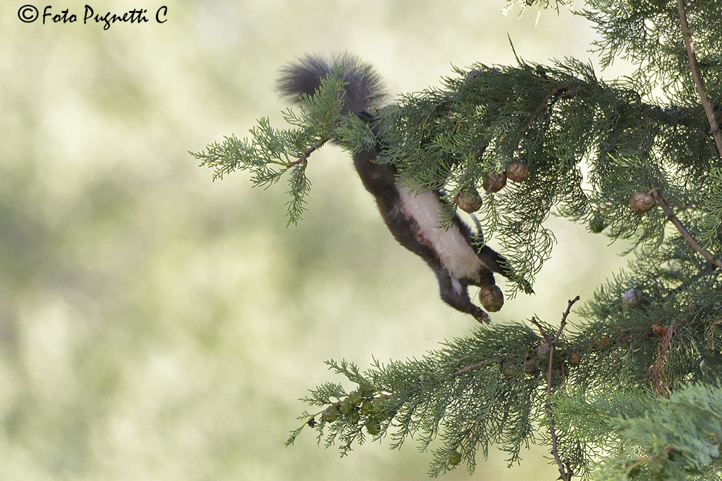 Squirrel on the fly...