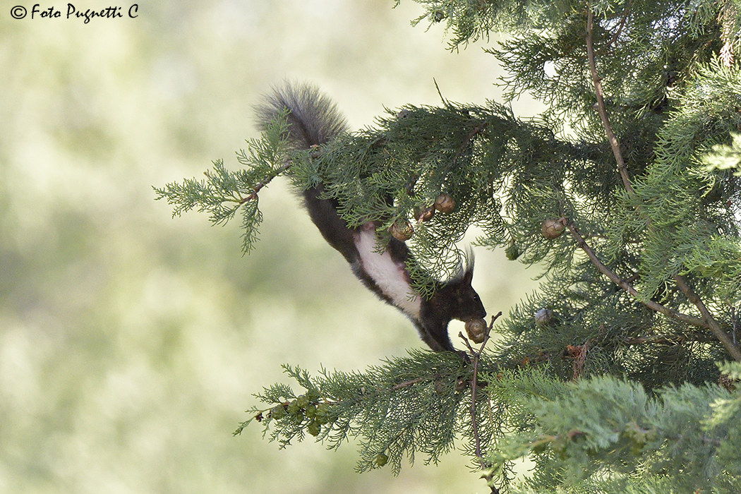 Squirrel on the fly...