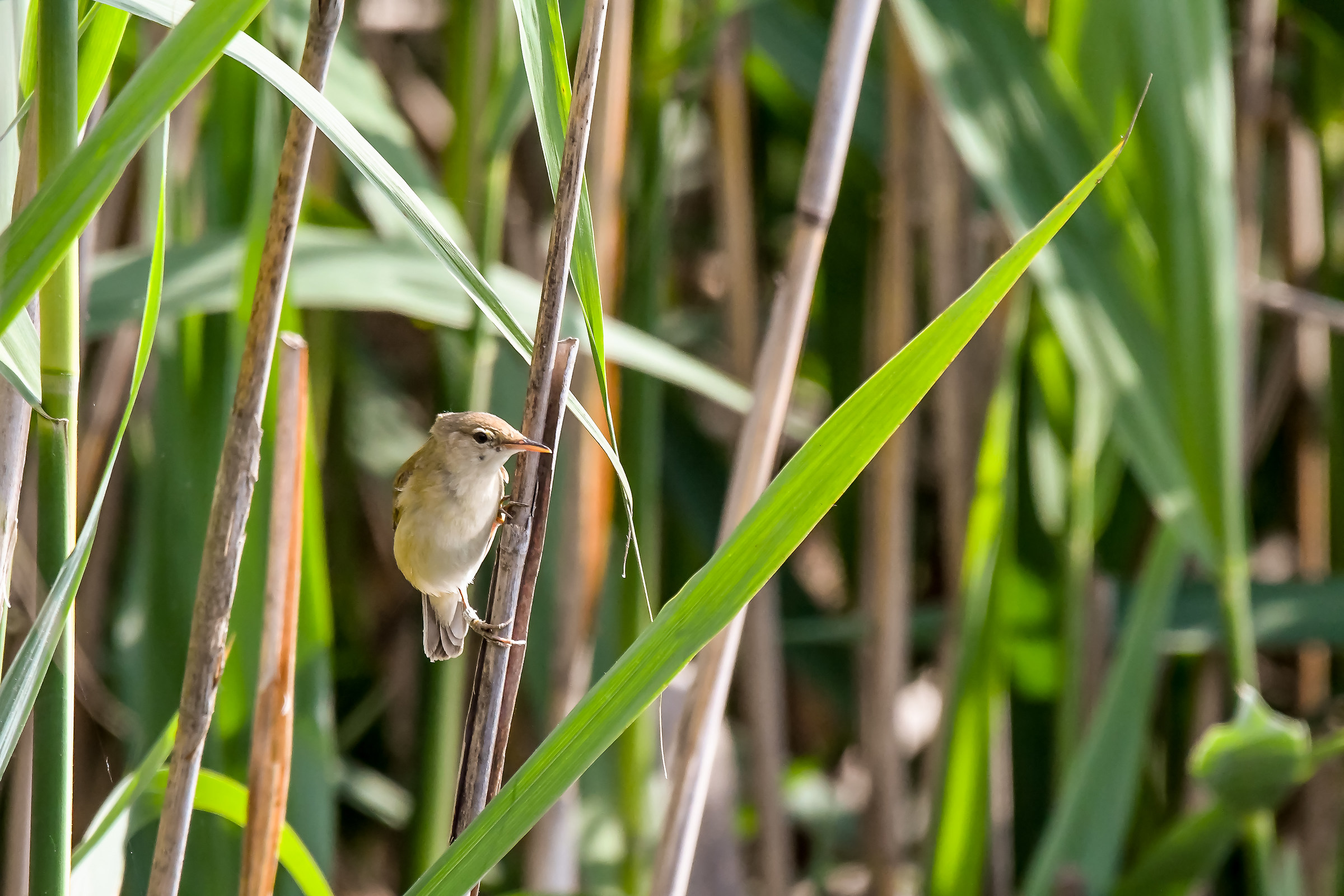 Common Warbler