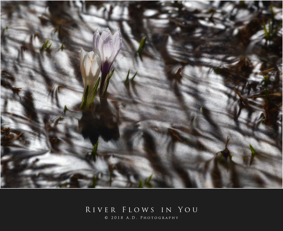 River flows in You