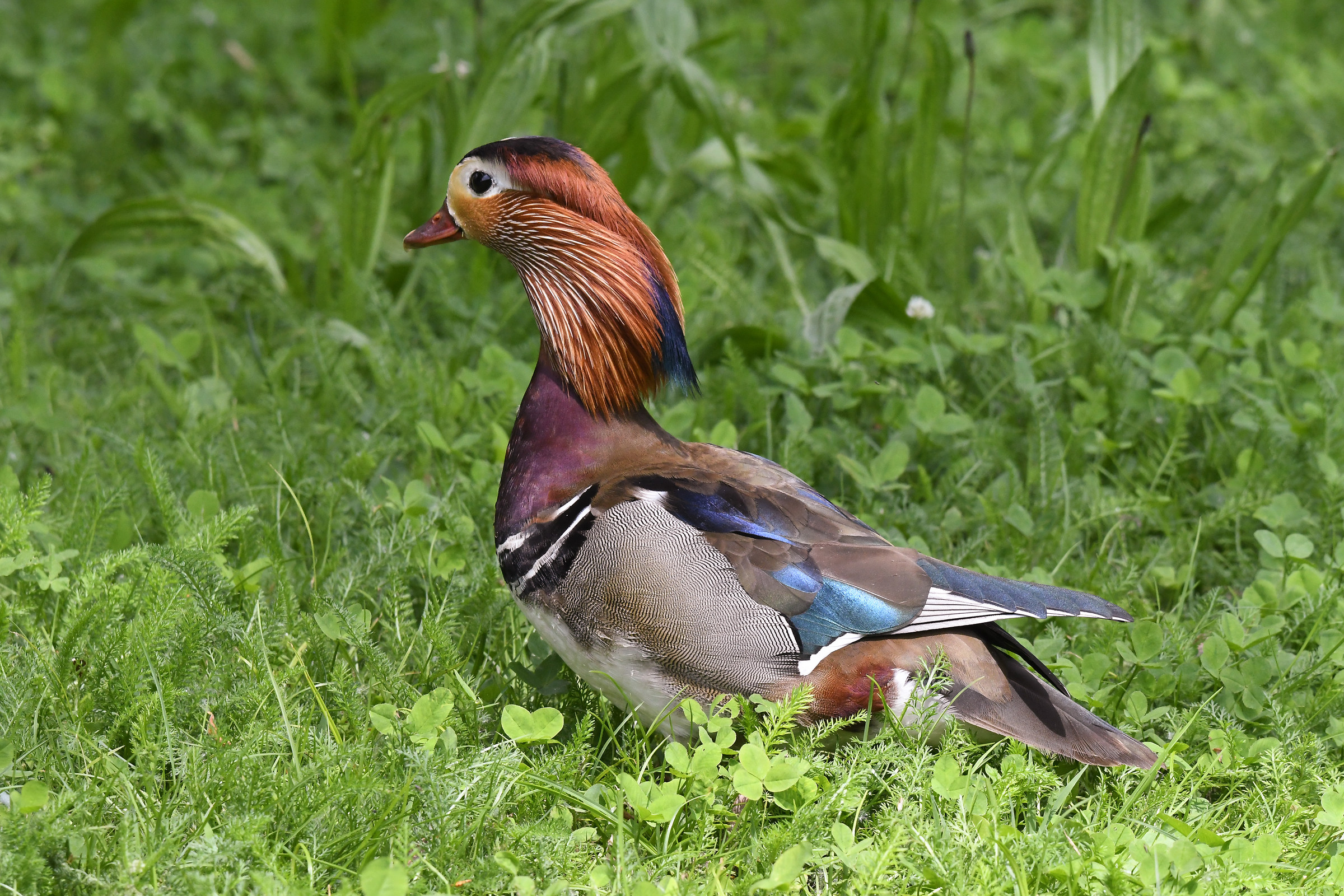 Mandarin Duck