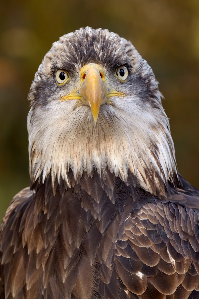 Bald eagle