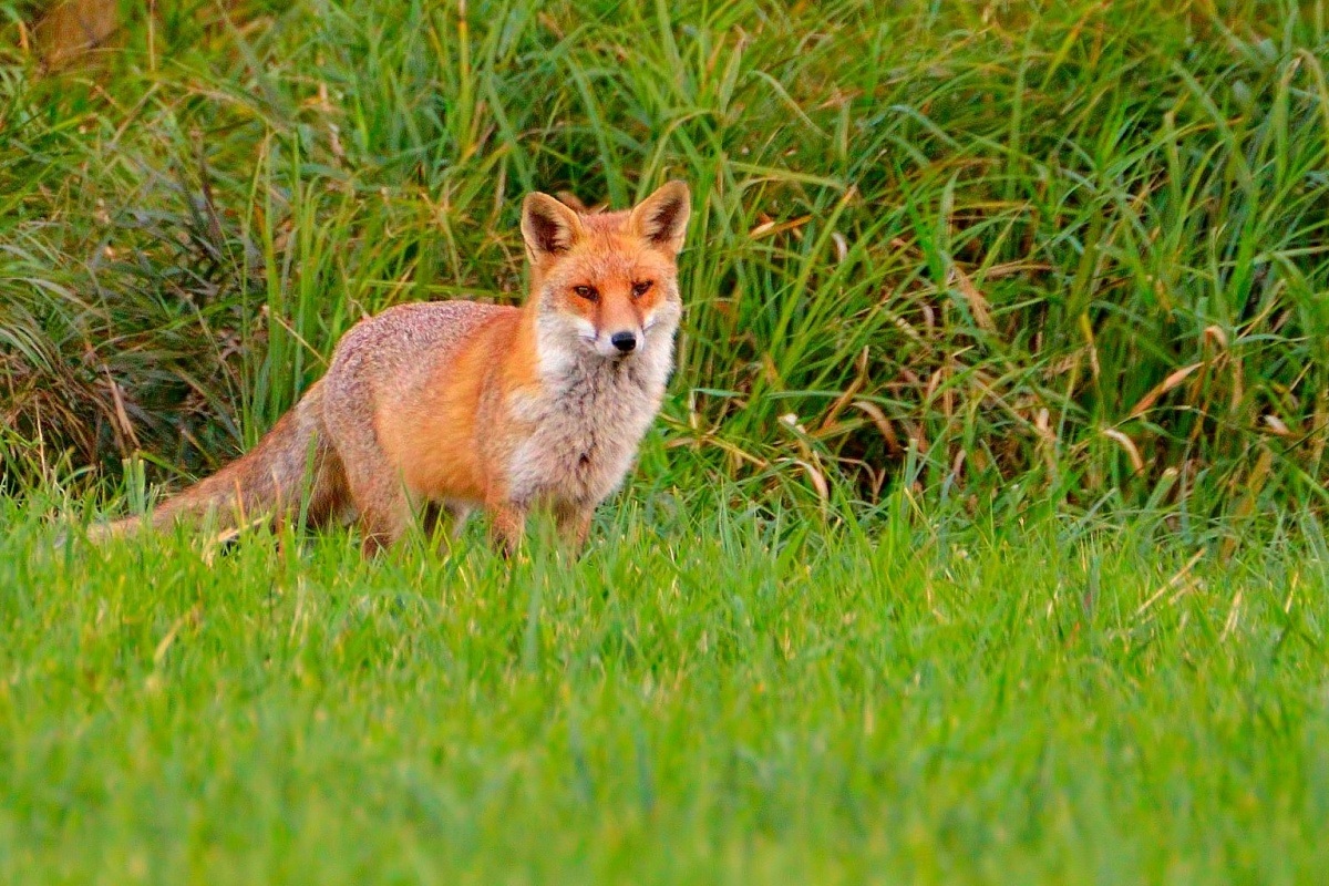 Red fox