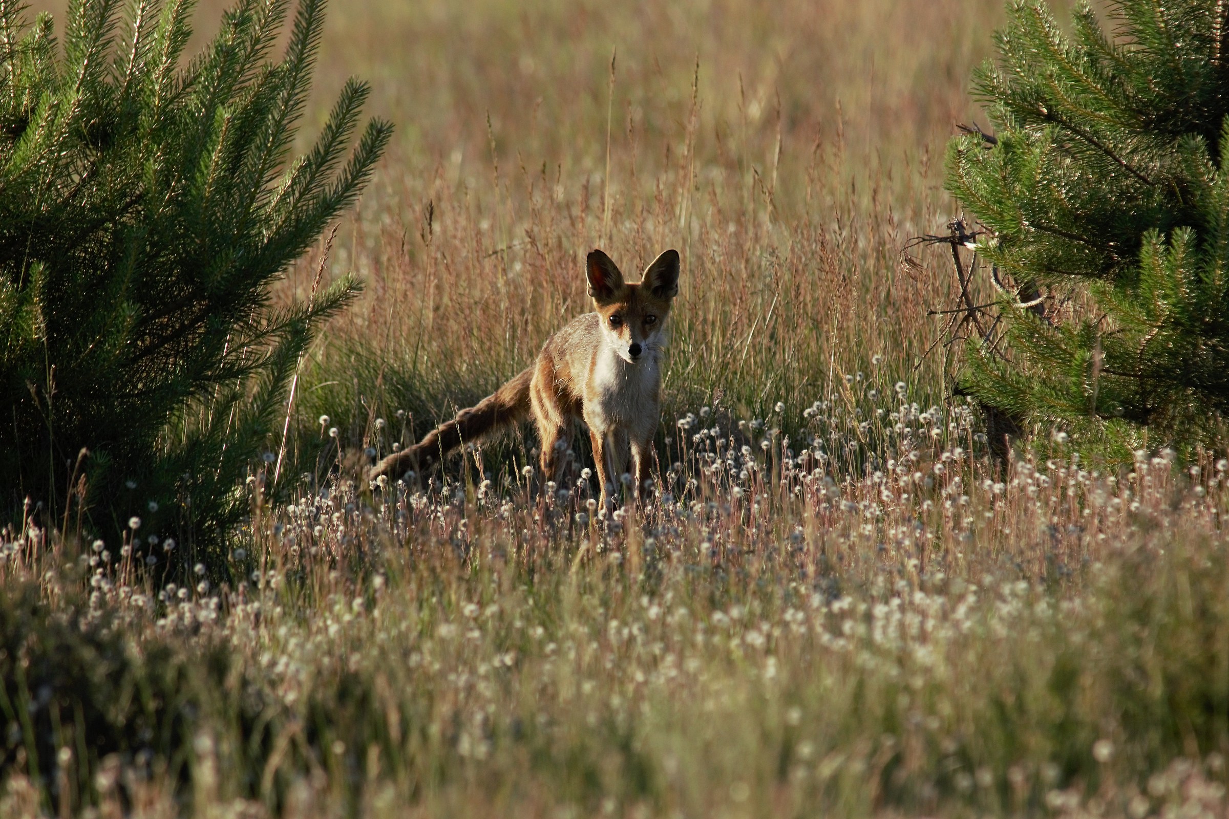Red fox (Vulpes vulpes)