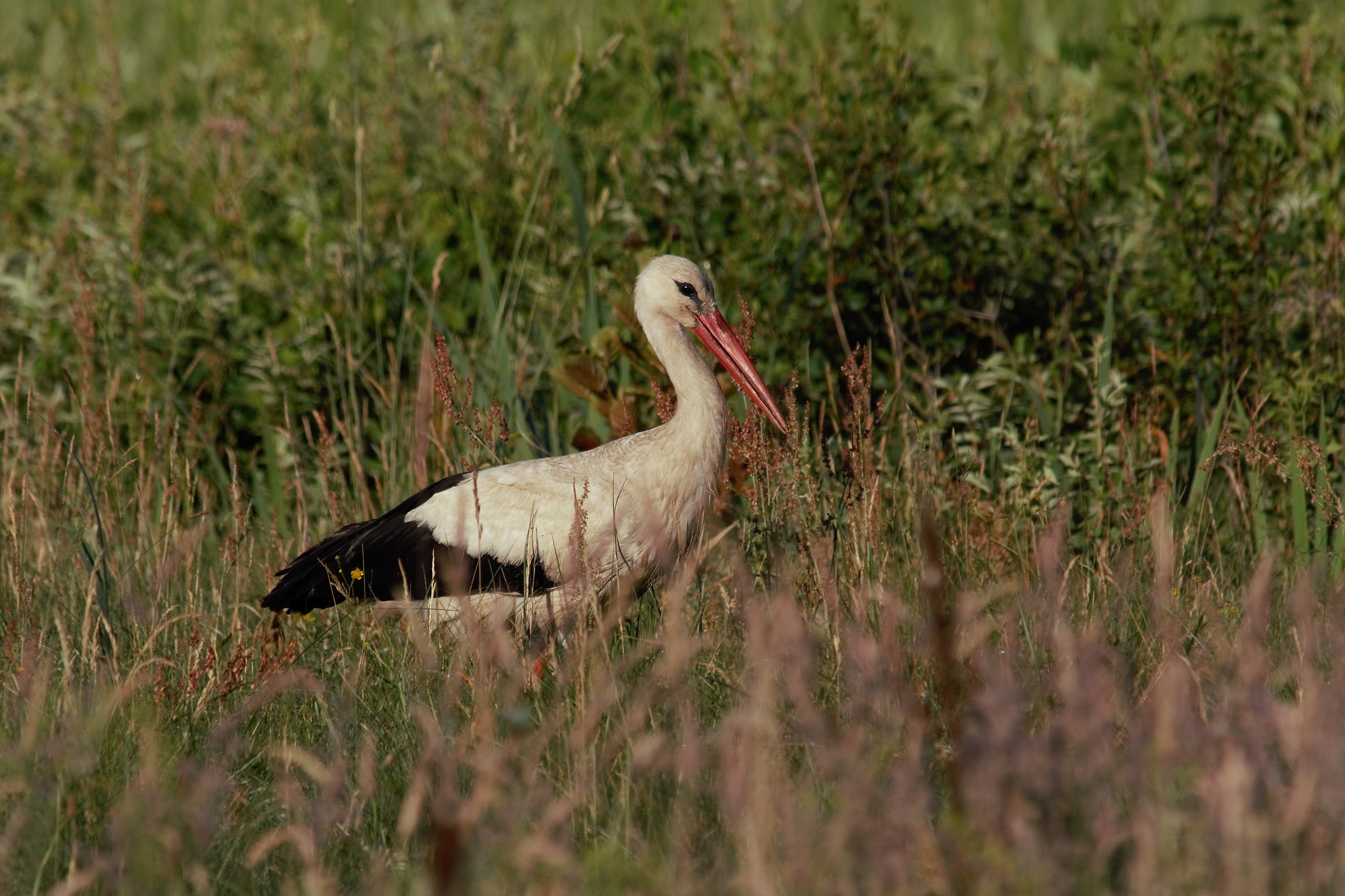 Cicogna bianca (Ciconia Ciconia)