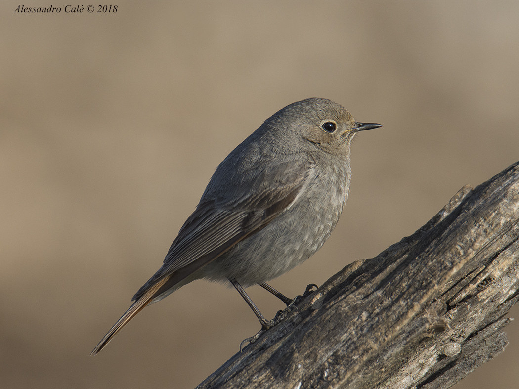 Phoenicurus ochruros (Codirosso spazzacamino F) 0487