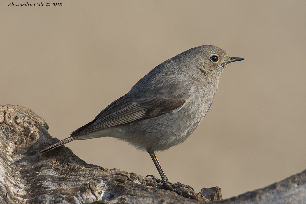 Phoenicurus ochruros (Codirosso spazzacamino F) 0508