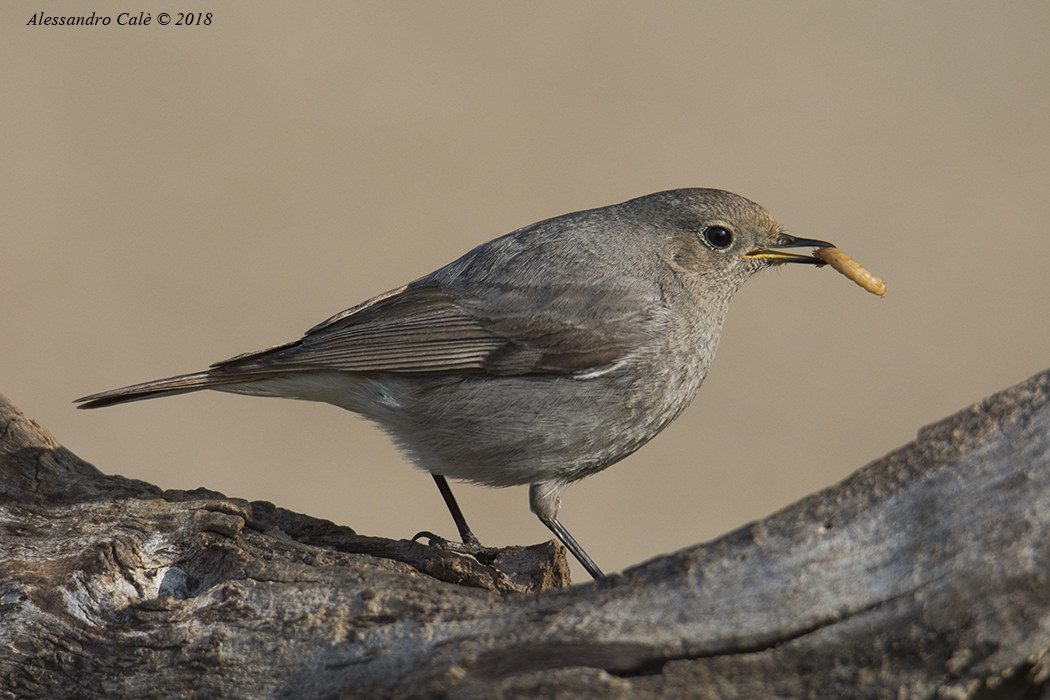 Phoenicurus ochruros (Codirosso spazzacamino F) 0522