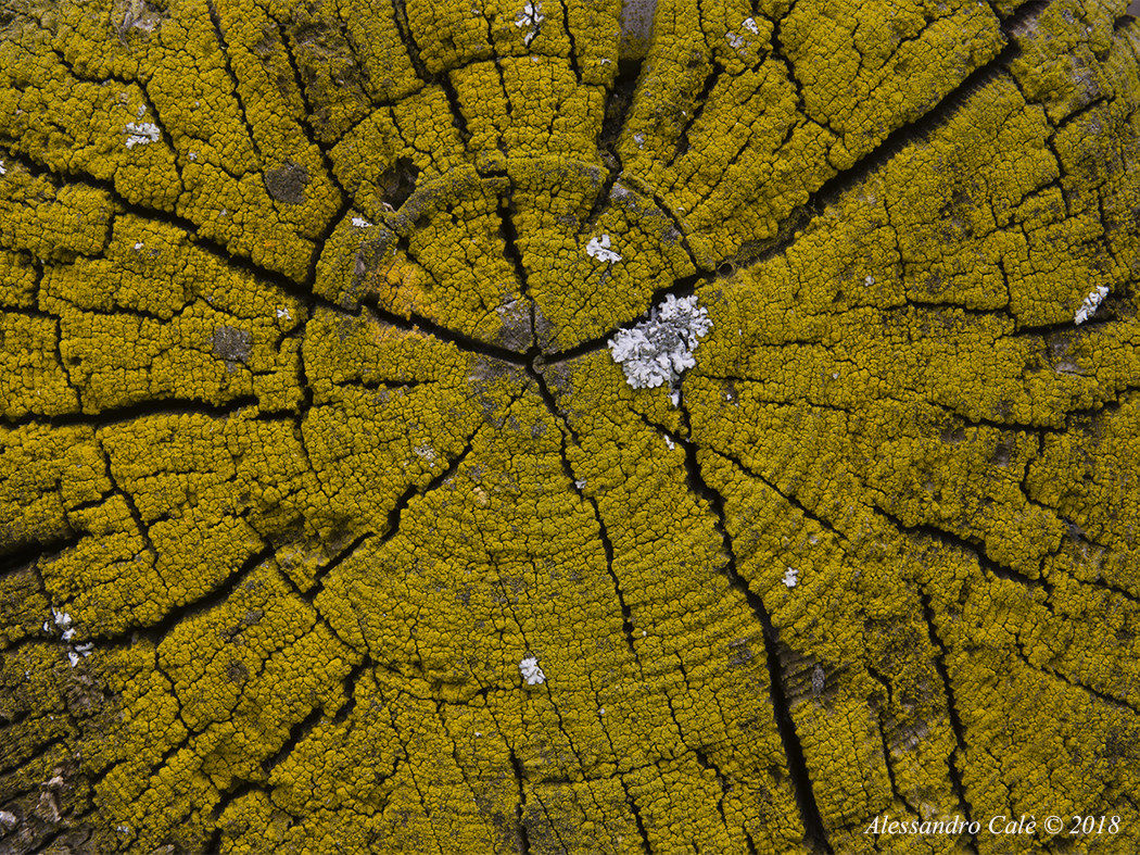 Il tronco portante del tetto di una vecchia casera 9233